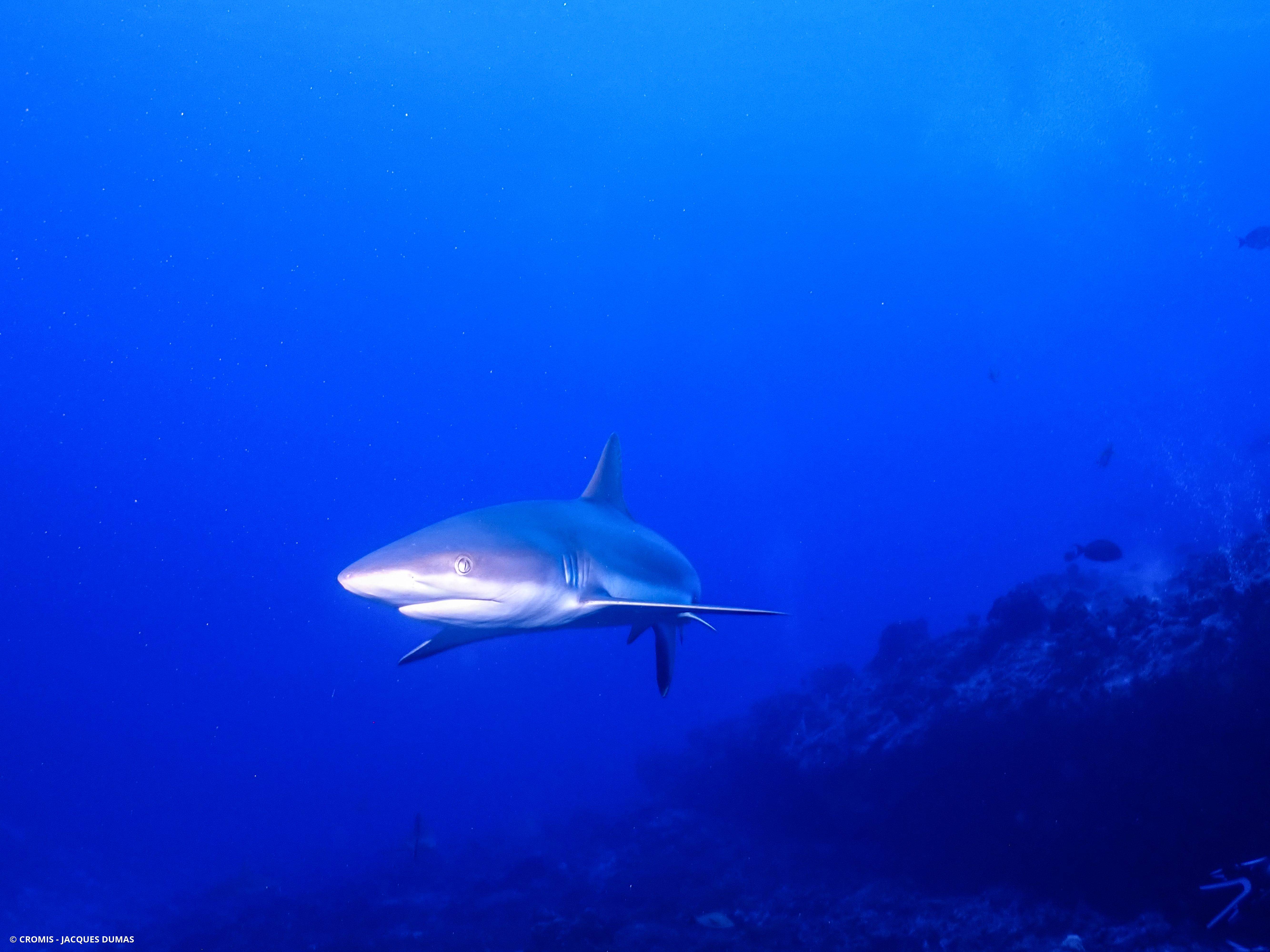 Requin gris de récif