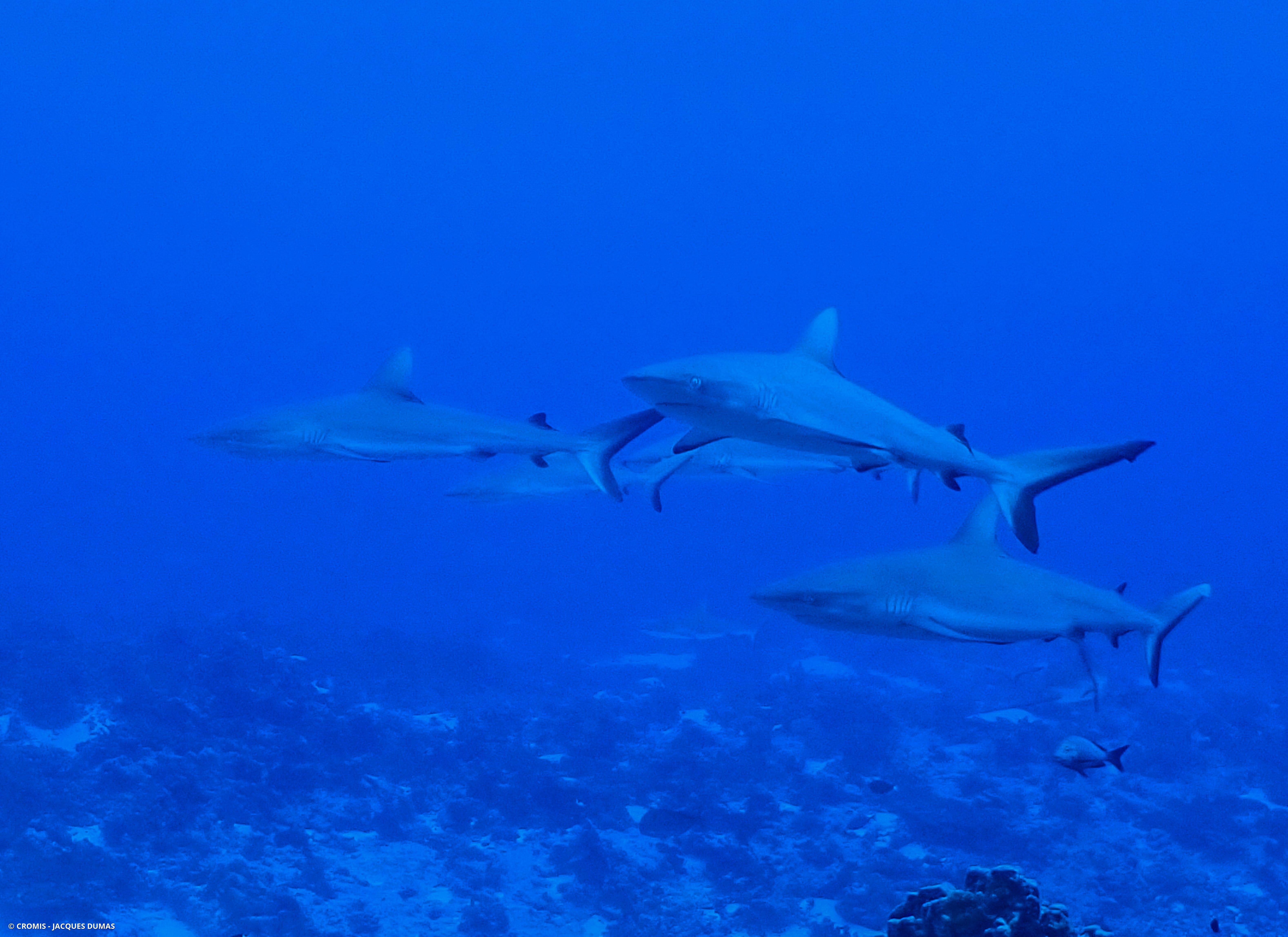 Requin gris de récif