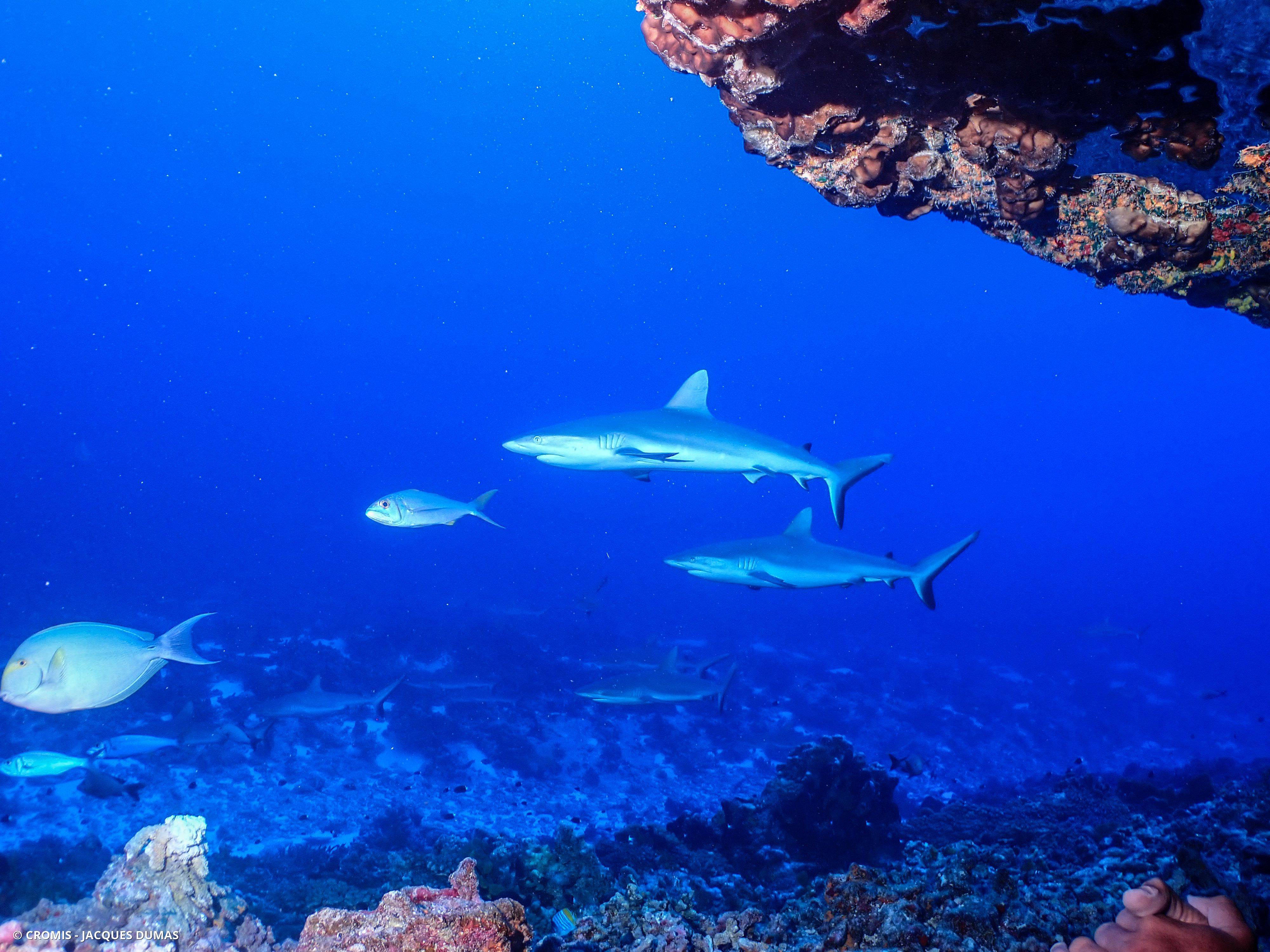 Requin gris de récif