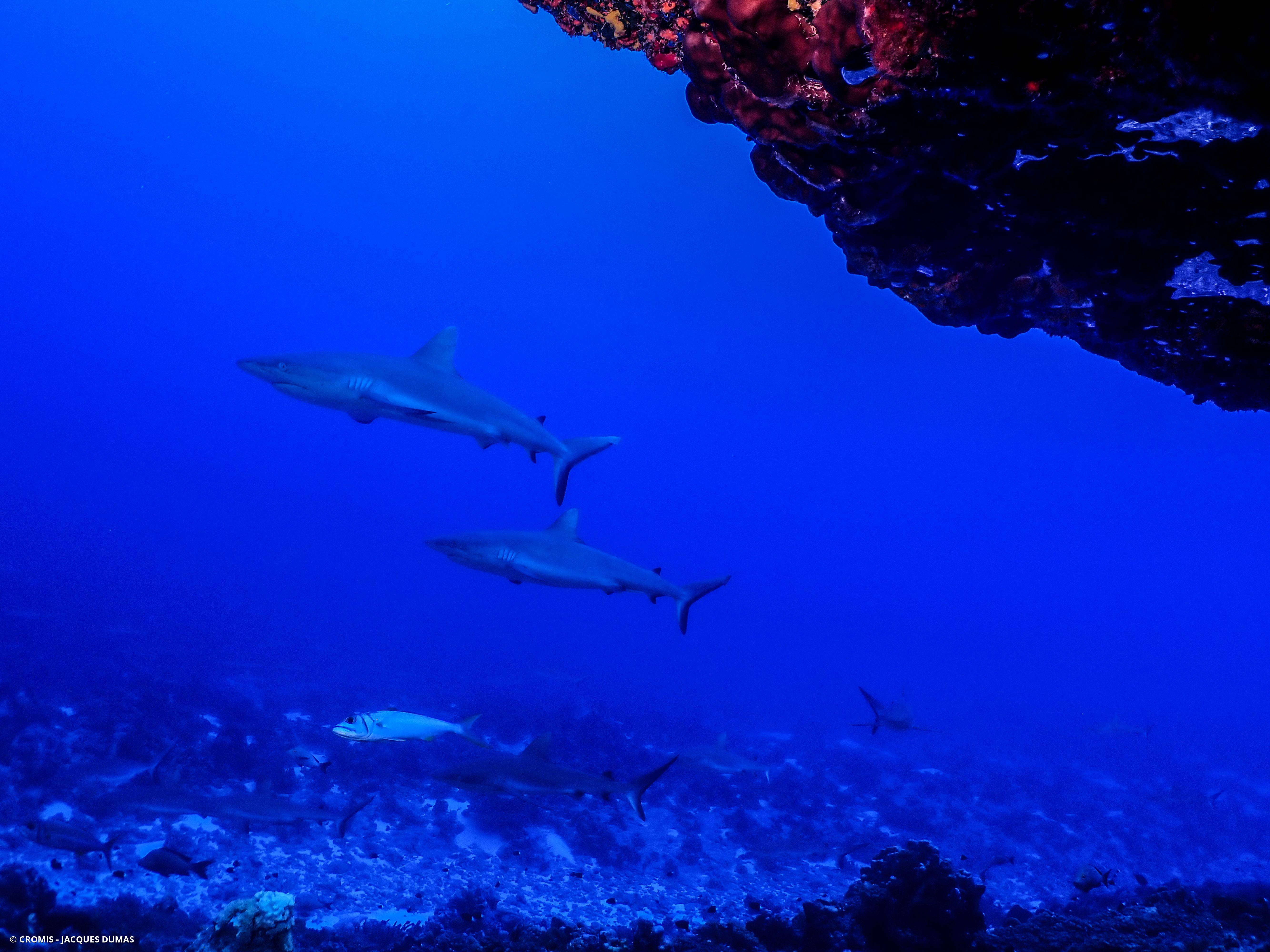 Requin gris de récif