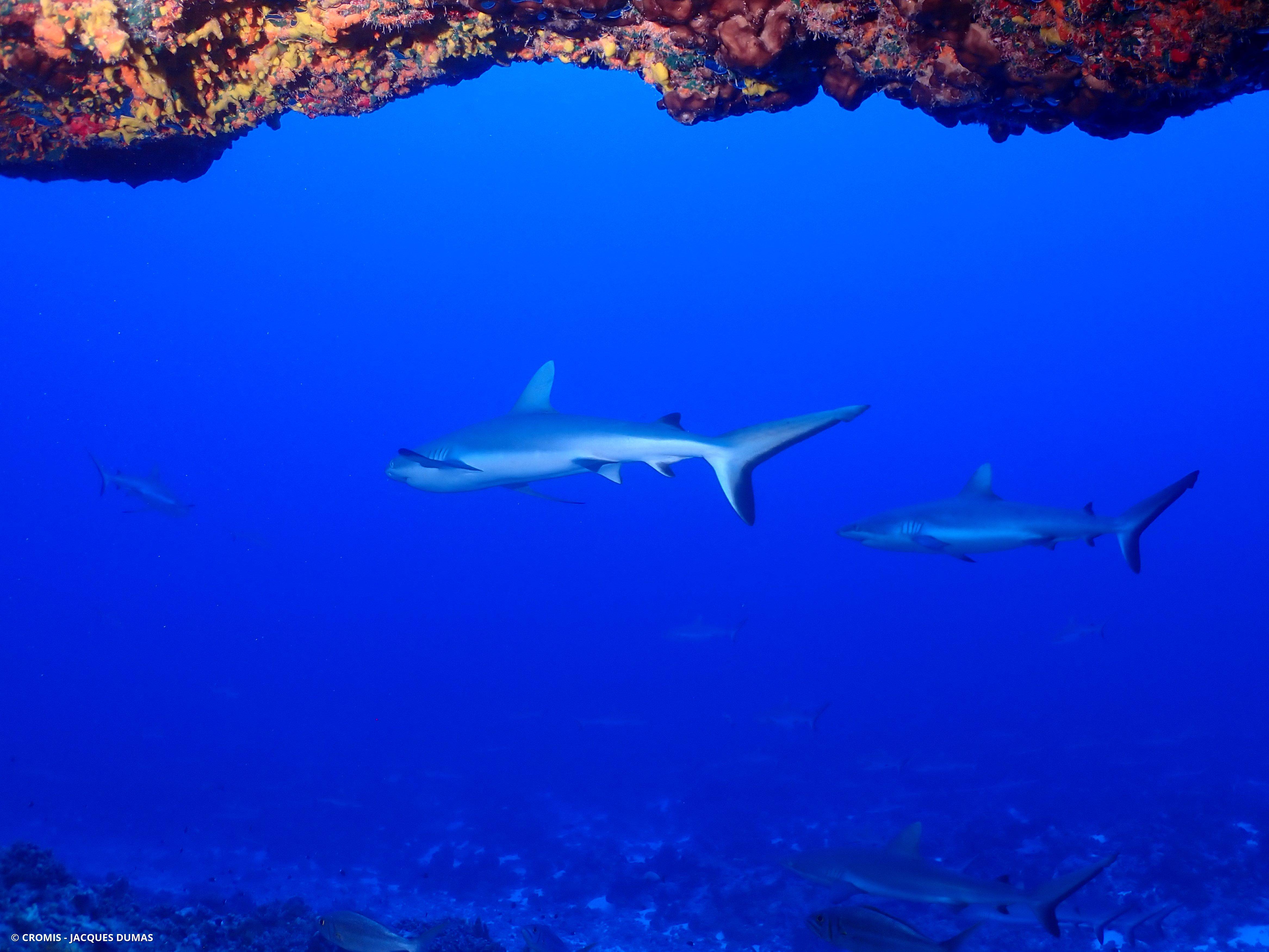 Requin gris de récif