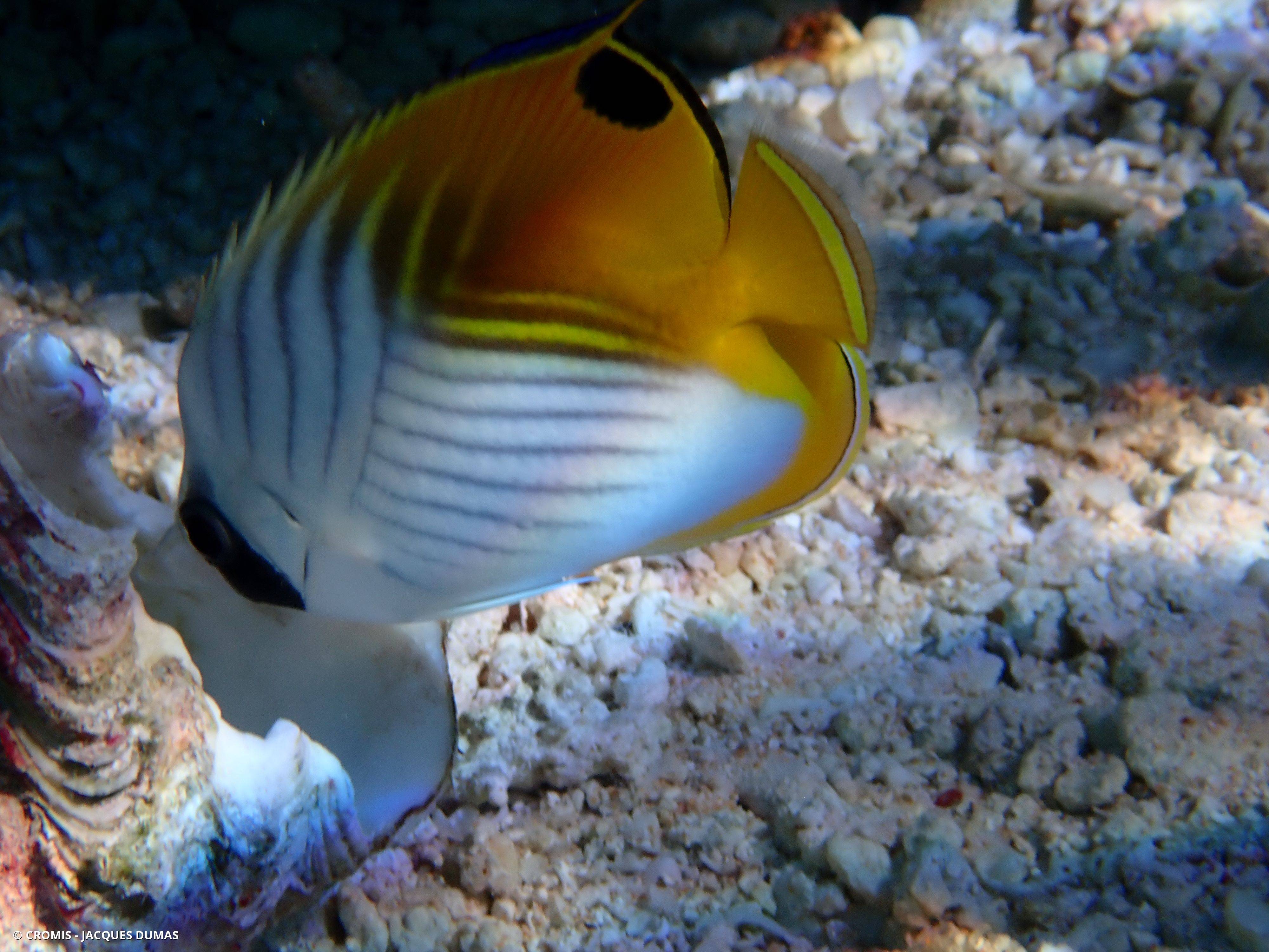 Poisson-papillon cocher