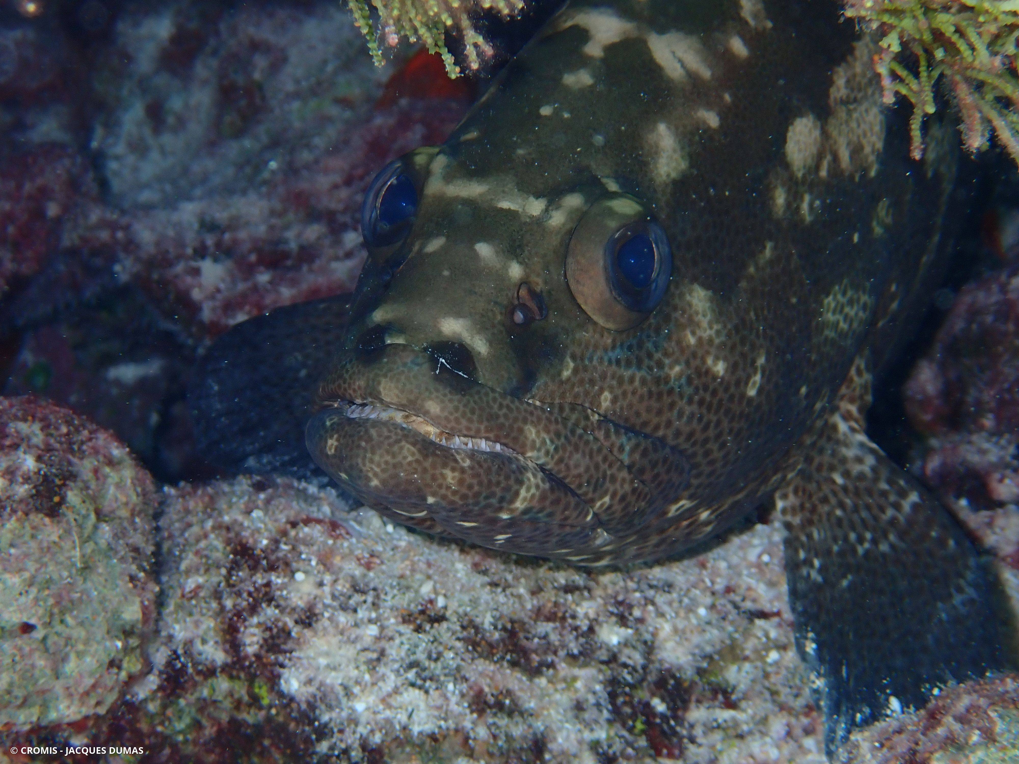 Mérou marron