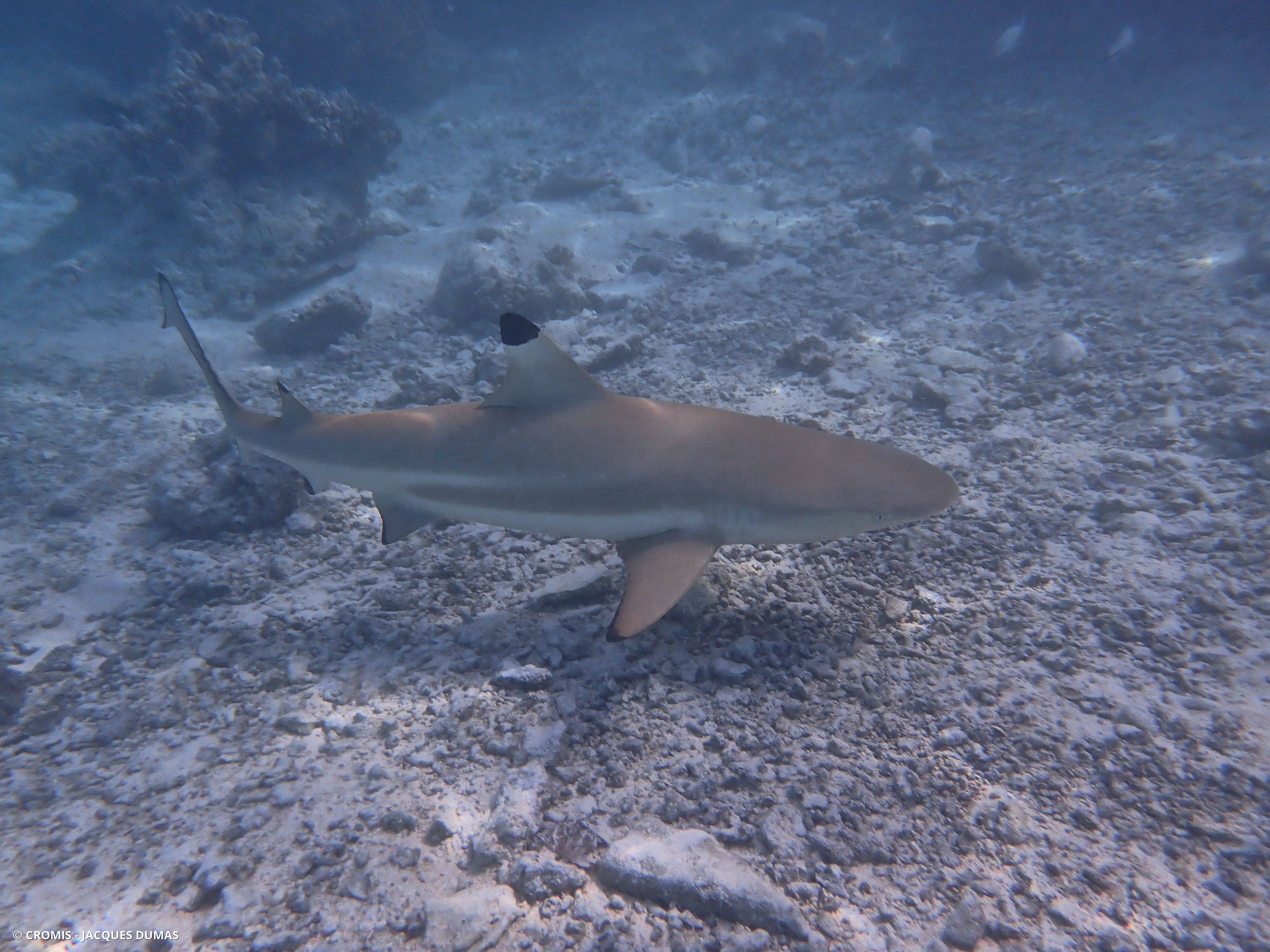 Requin pointes noires