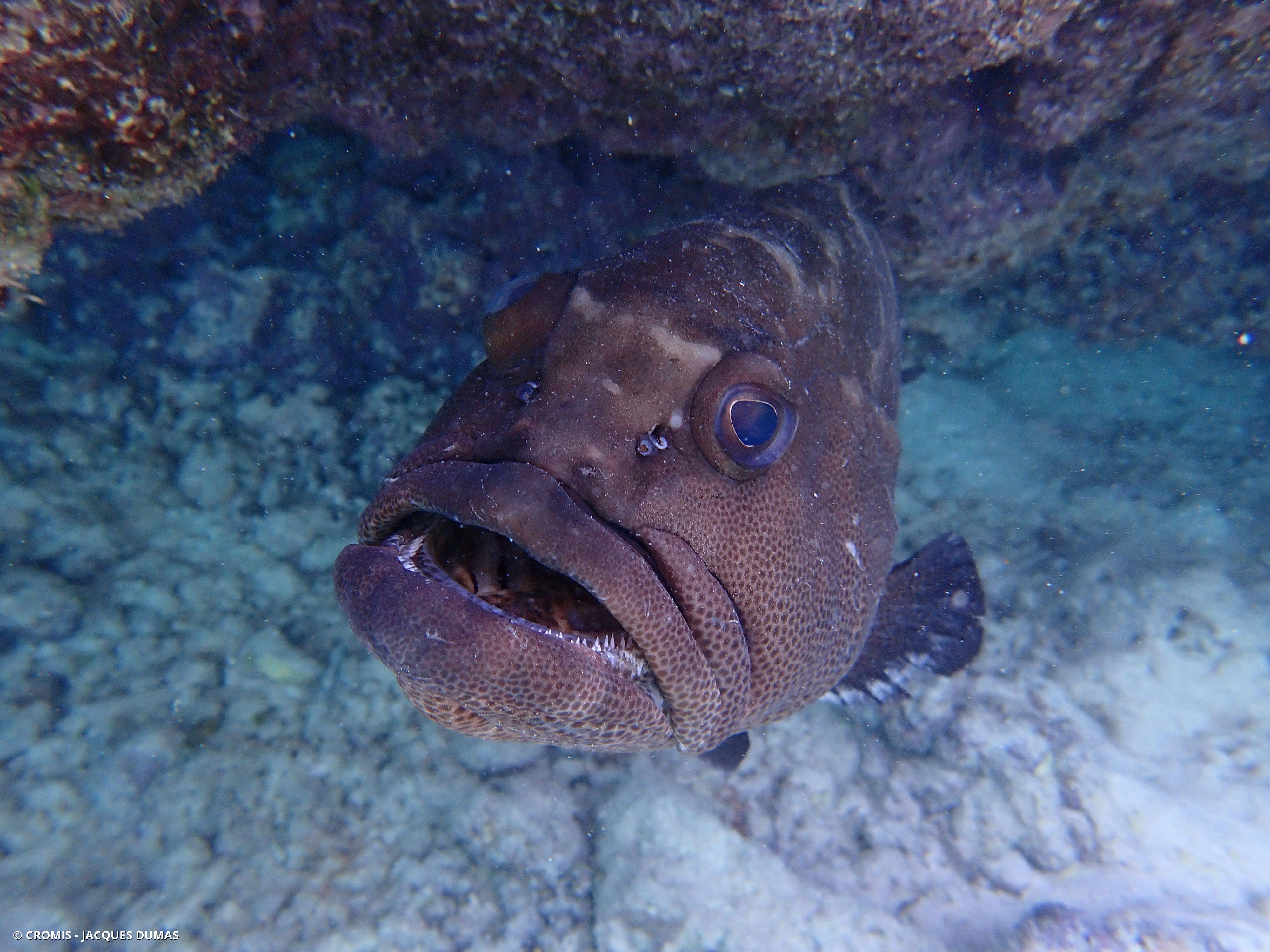 Mérou marron