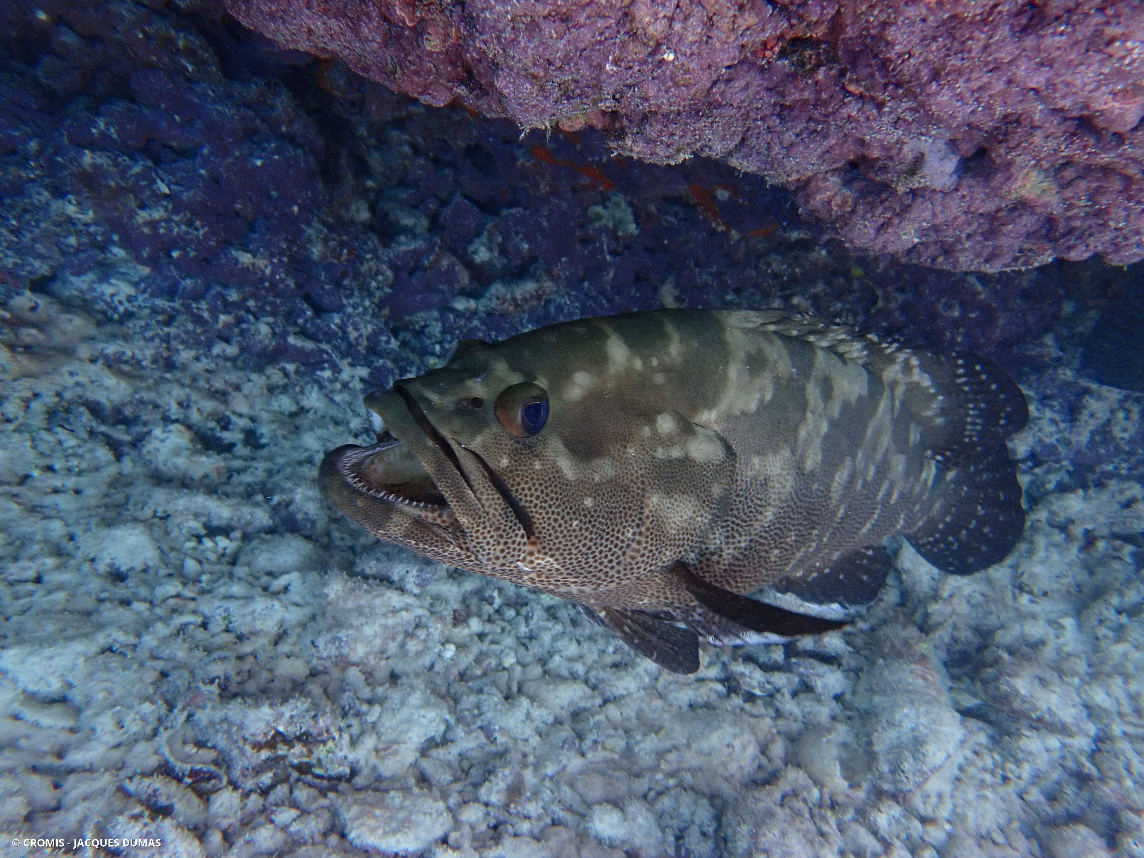 Mérou marron
