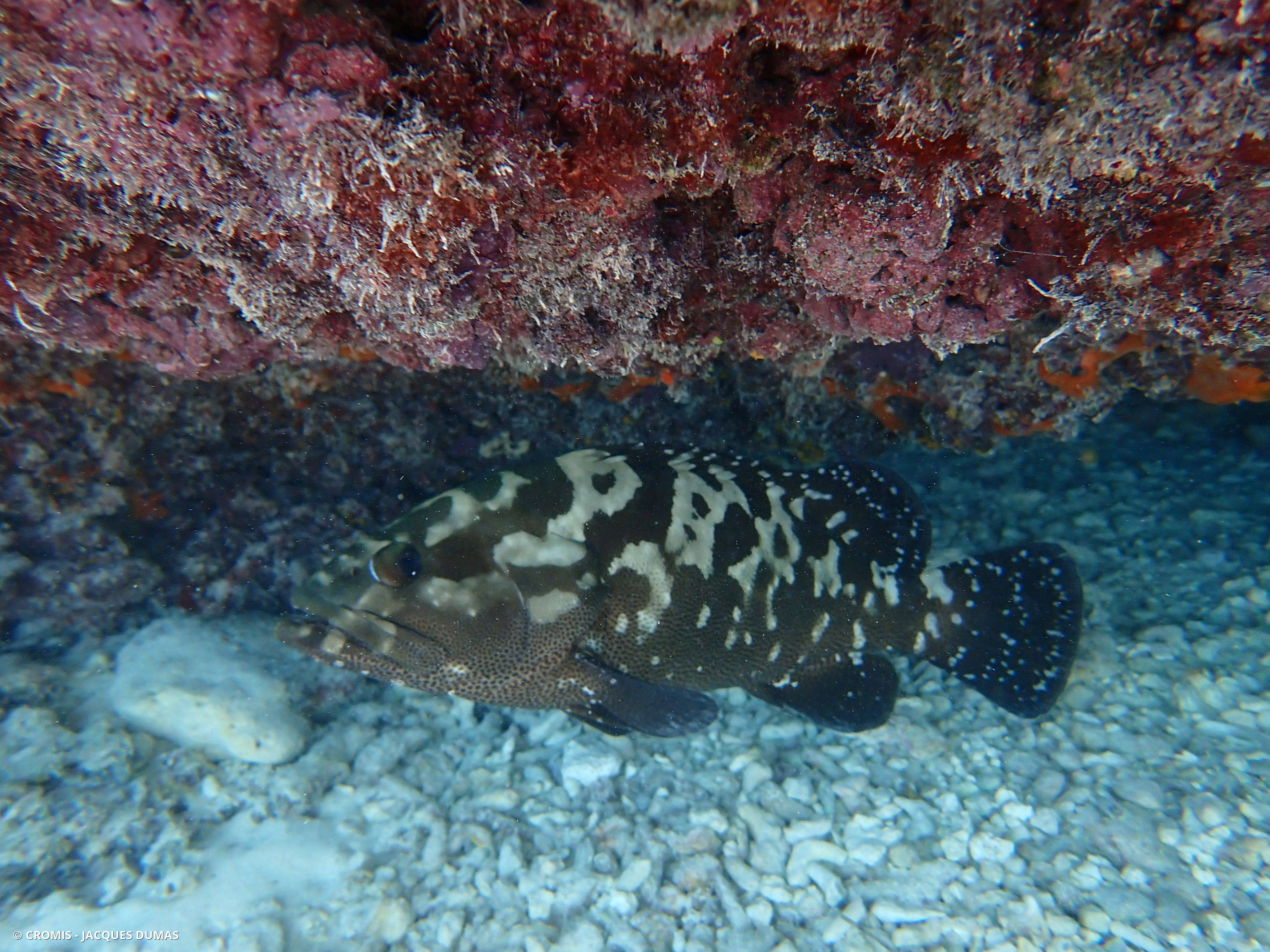 Mérou marron
