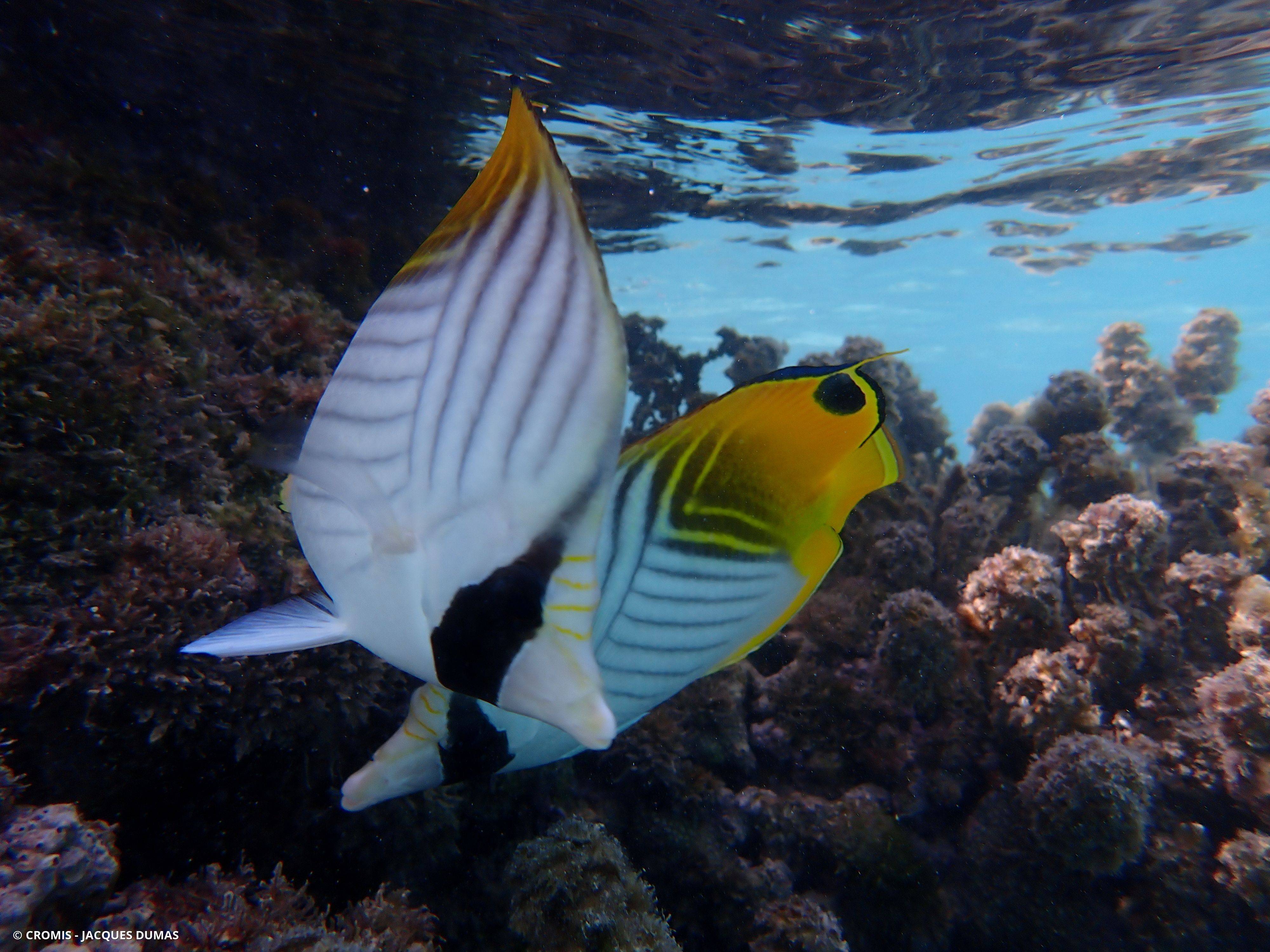 Poisson-papillon cocher