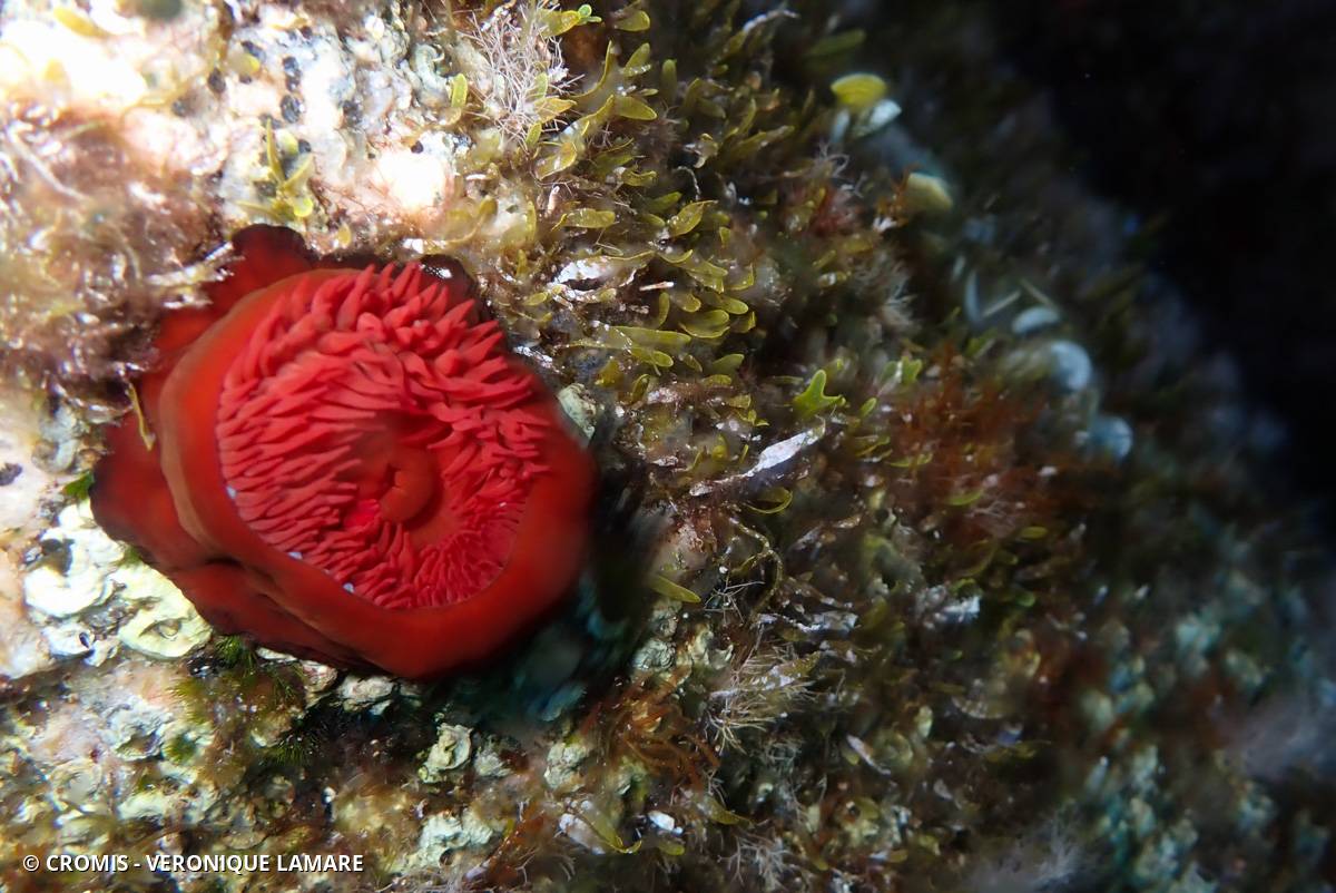 Tomate de mer de Méditerranée