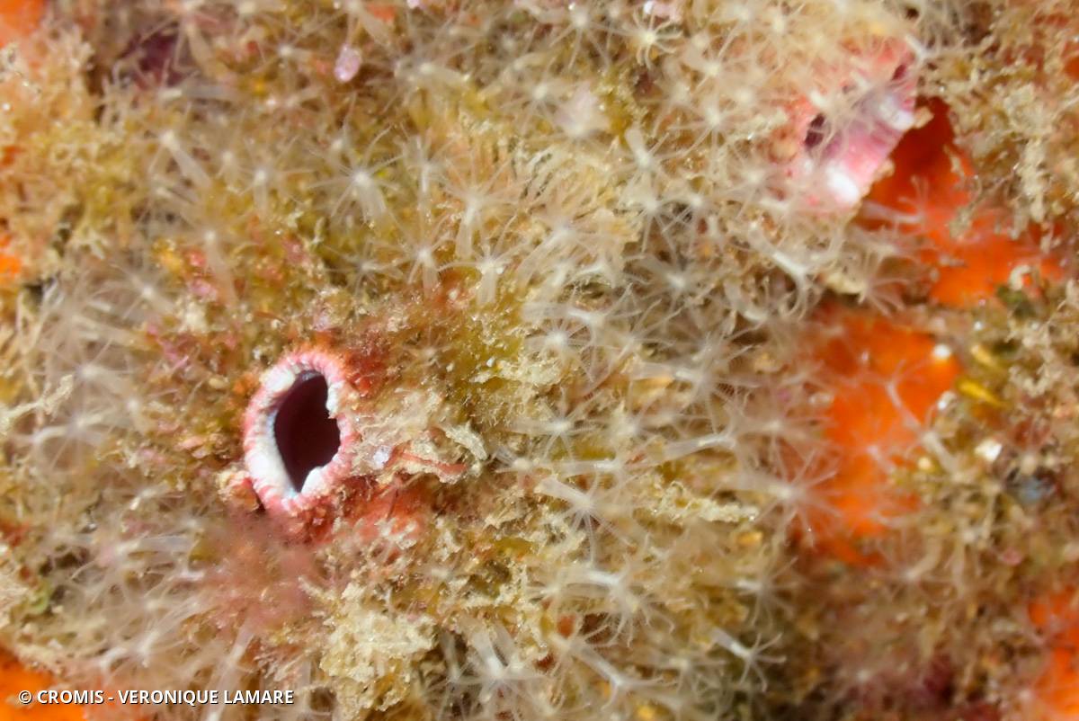 Corail corne d'abondance