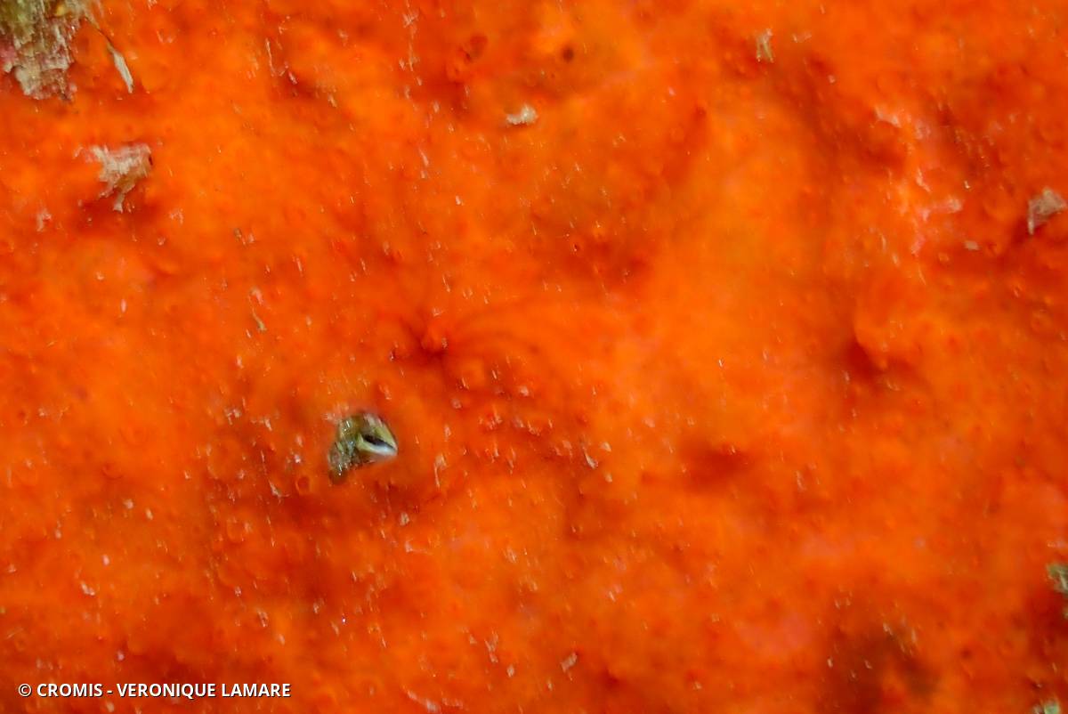 Eponge nid d’abeille