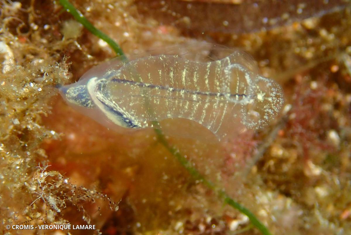 Claveline bleutée de Méditerranée