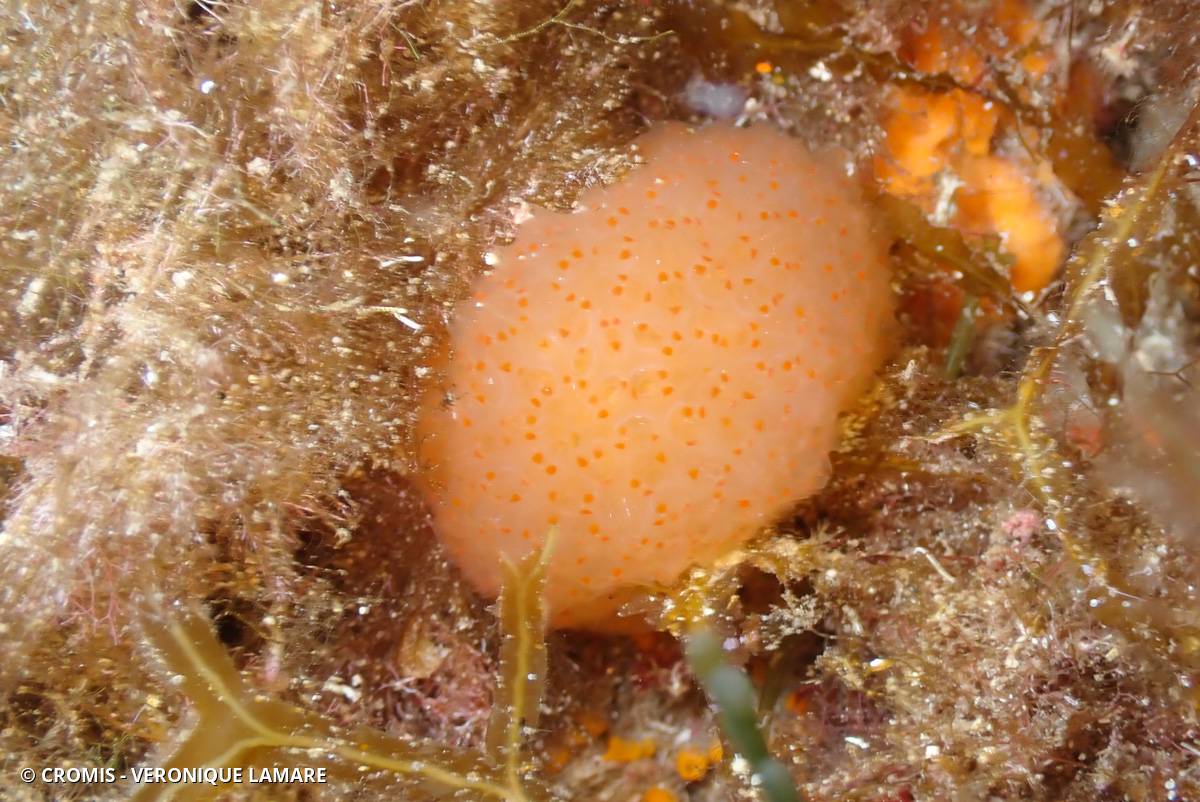Pseudodistoma corse