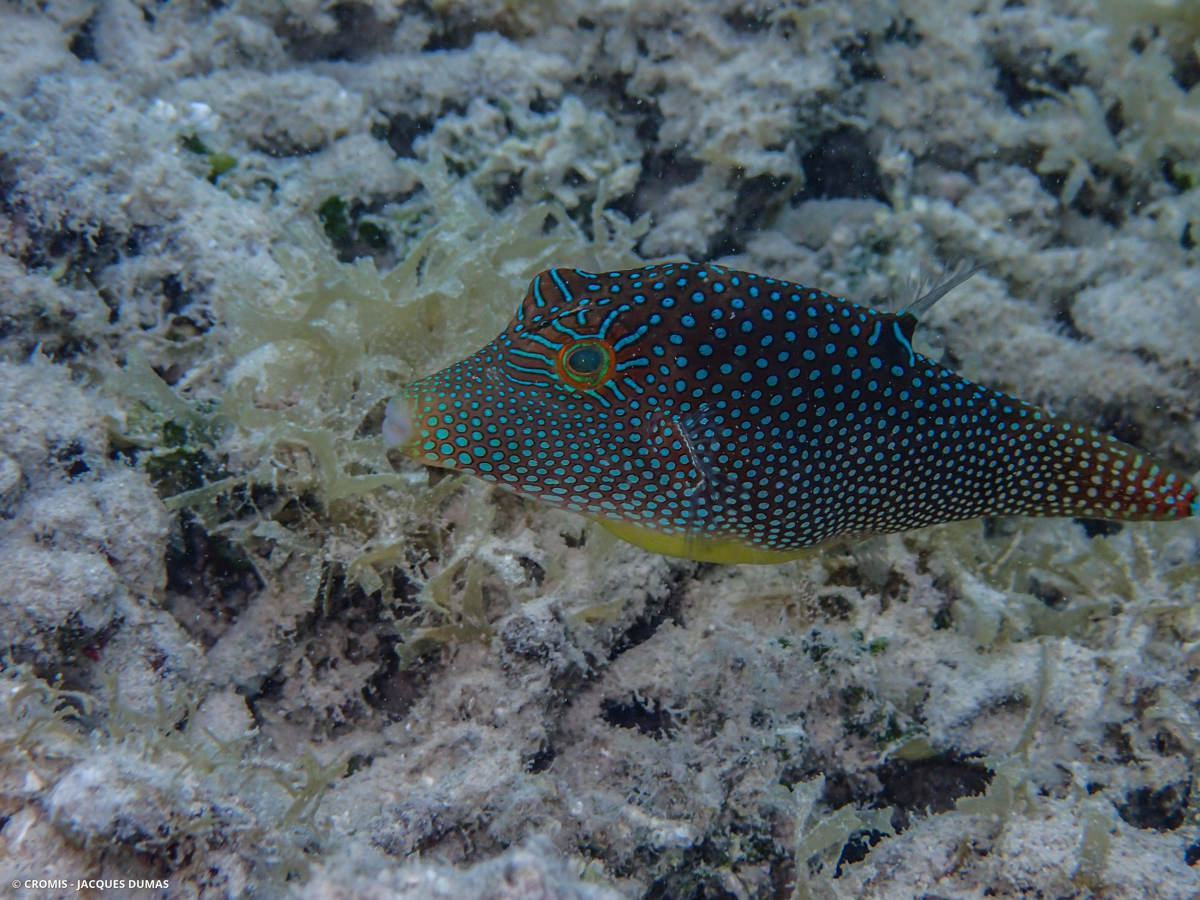 Canthigaster alvéolé