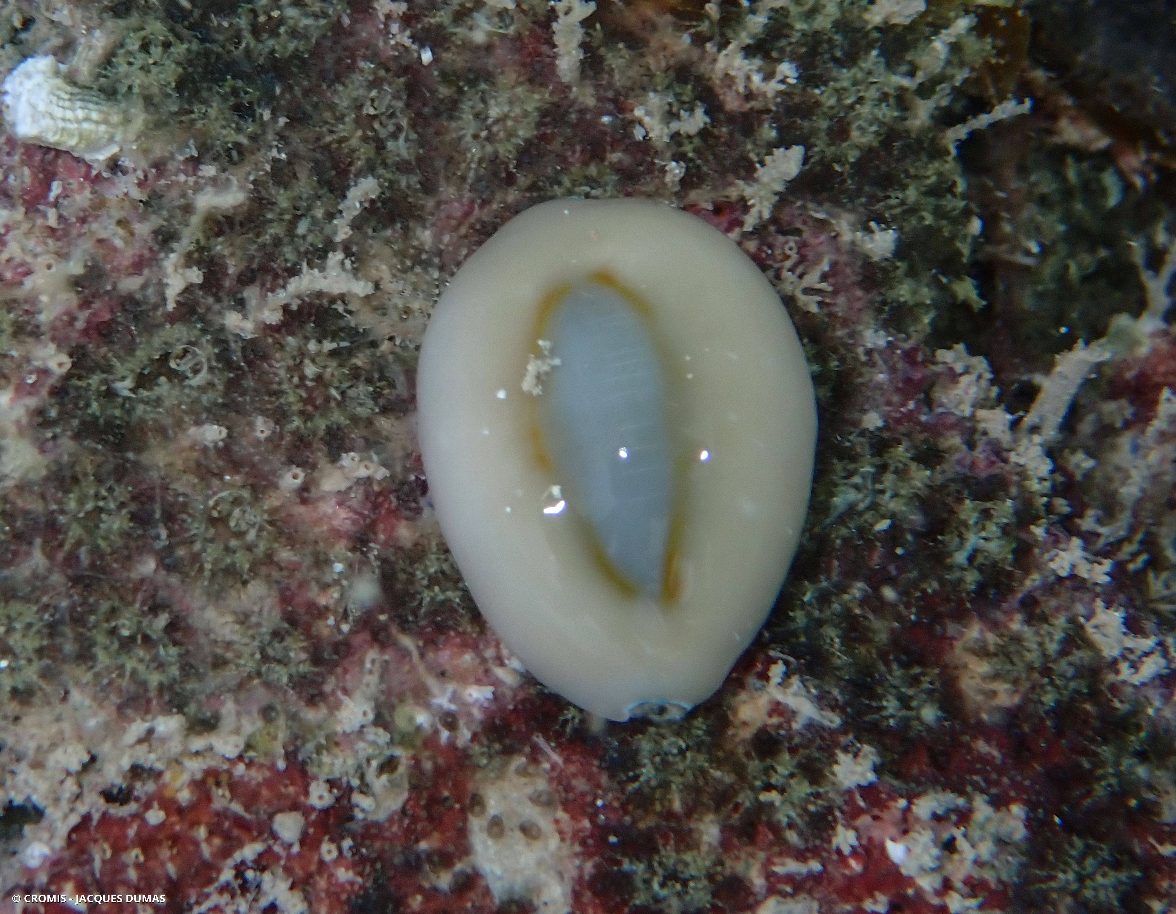 Porcelaine monnaie