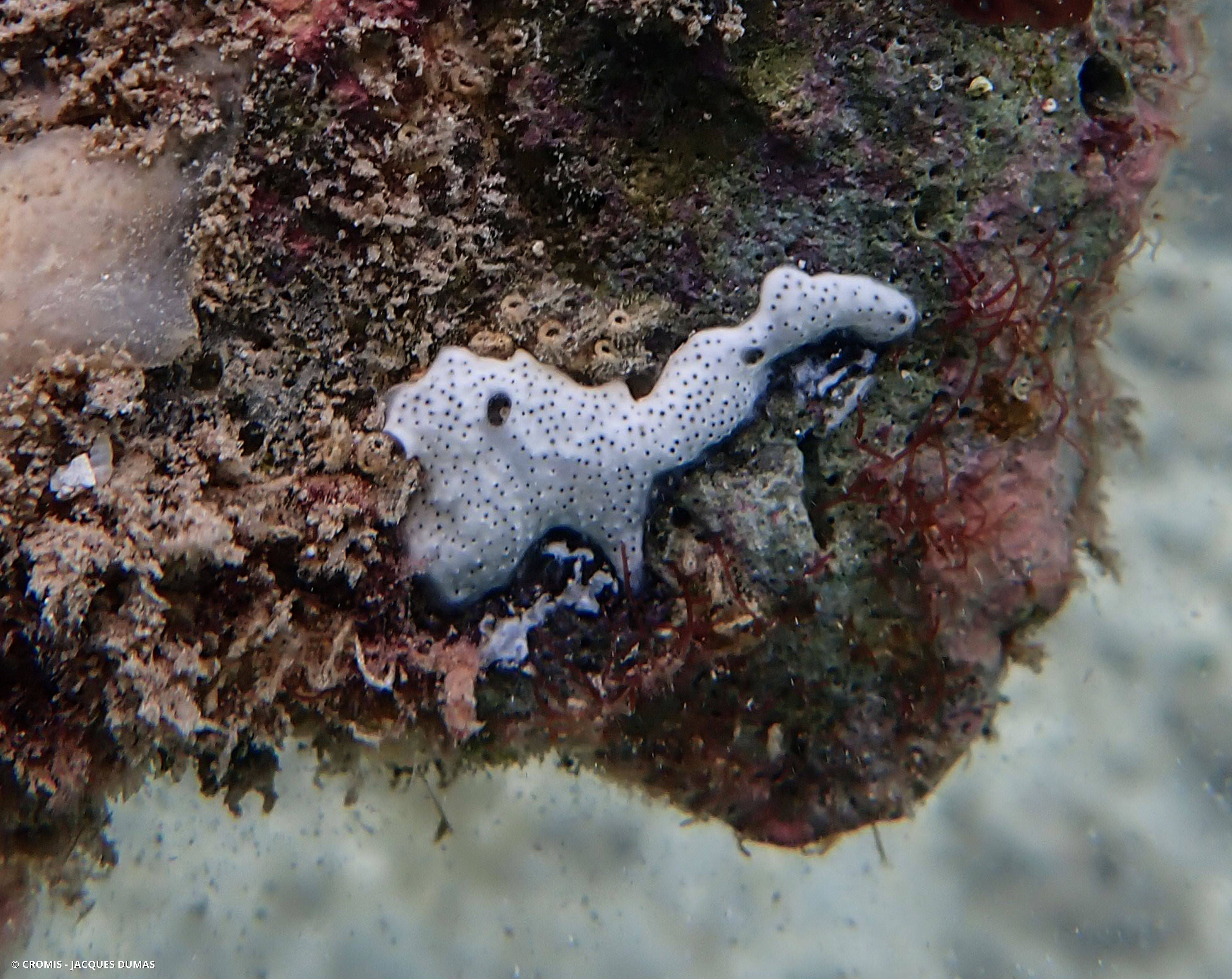Didemne blanc translucide