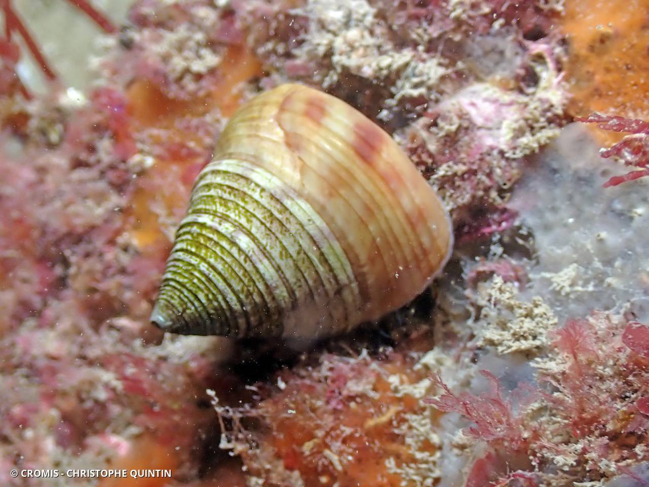 Calliostome jujube
