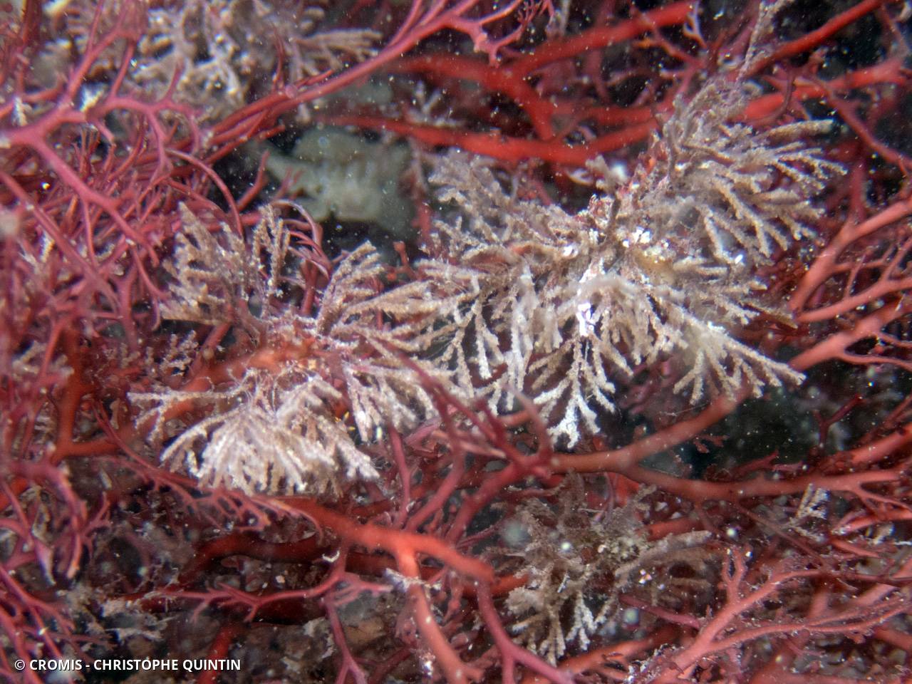 Cradoscrupocellaria ellisi