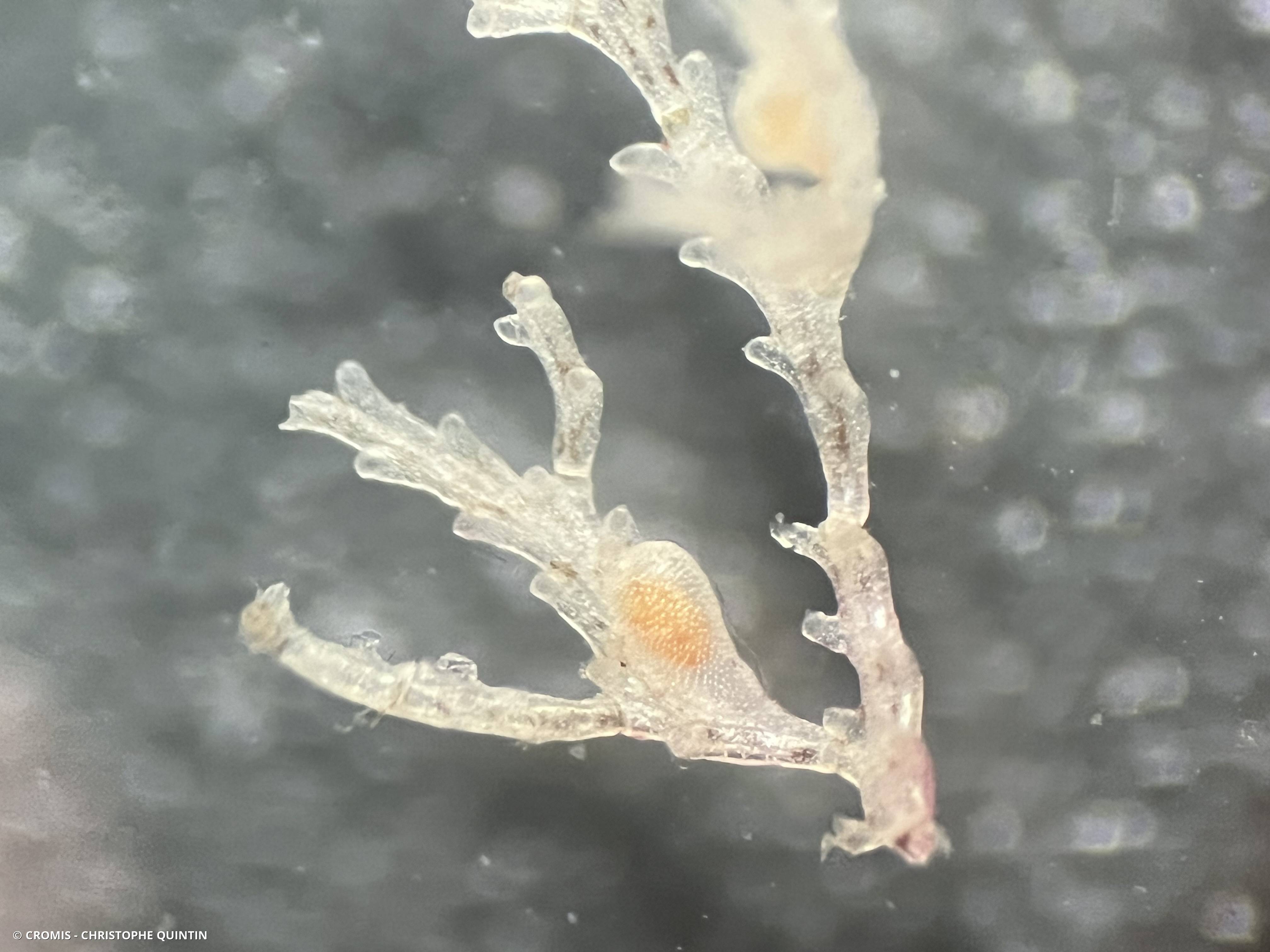 Bryozoaires Crisia