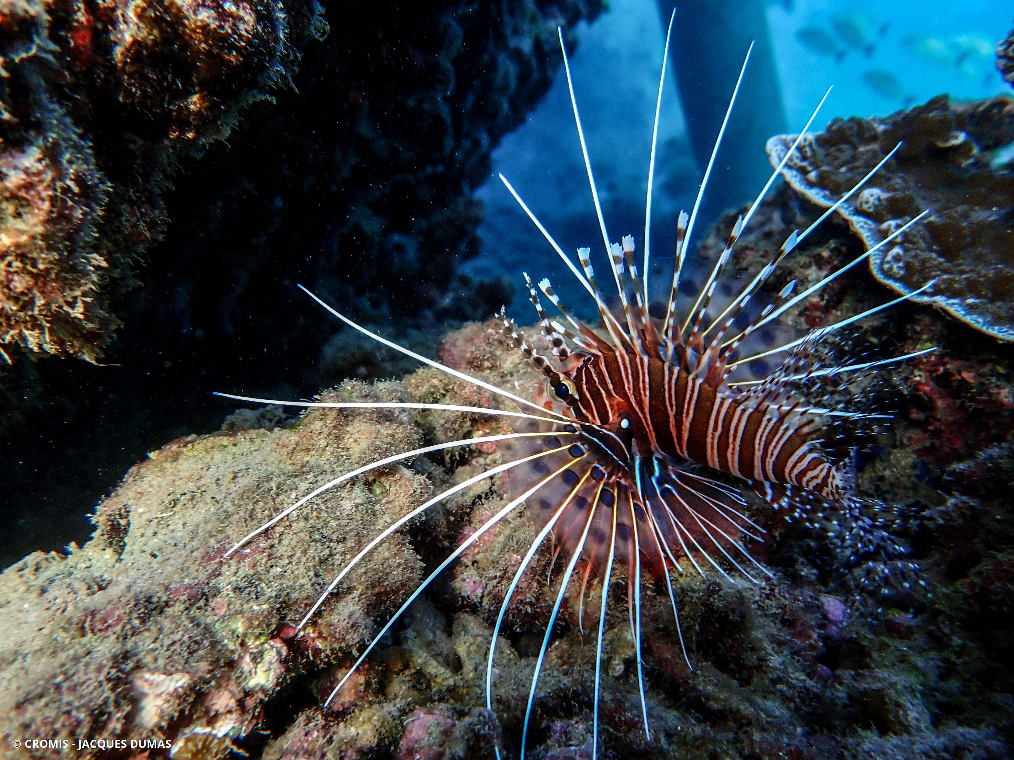 Poisson-scorpion rayonné