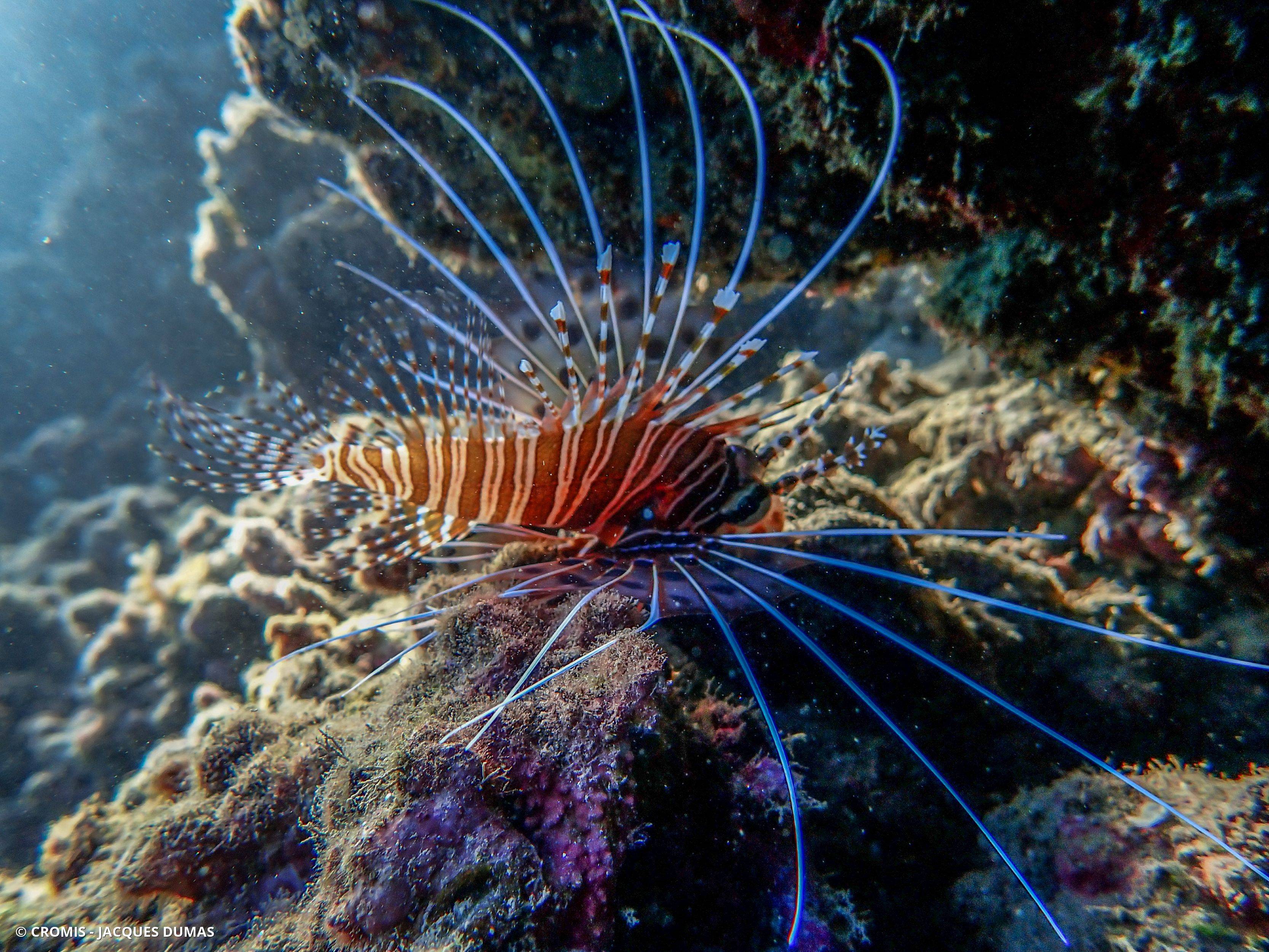 Poisson-scorpion rayonné