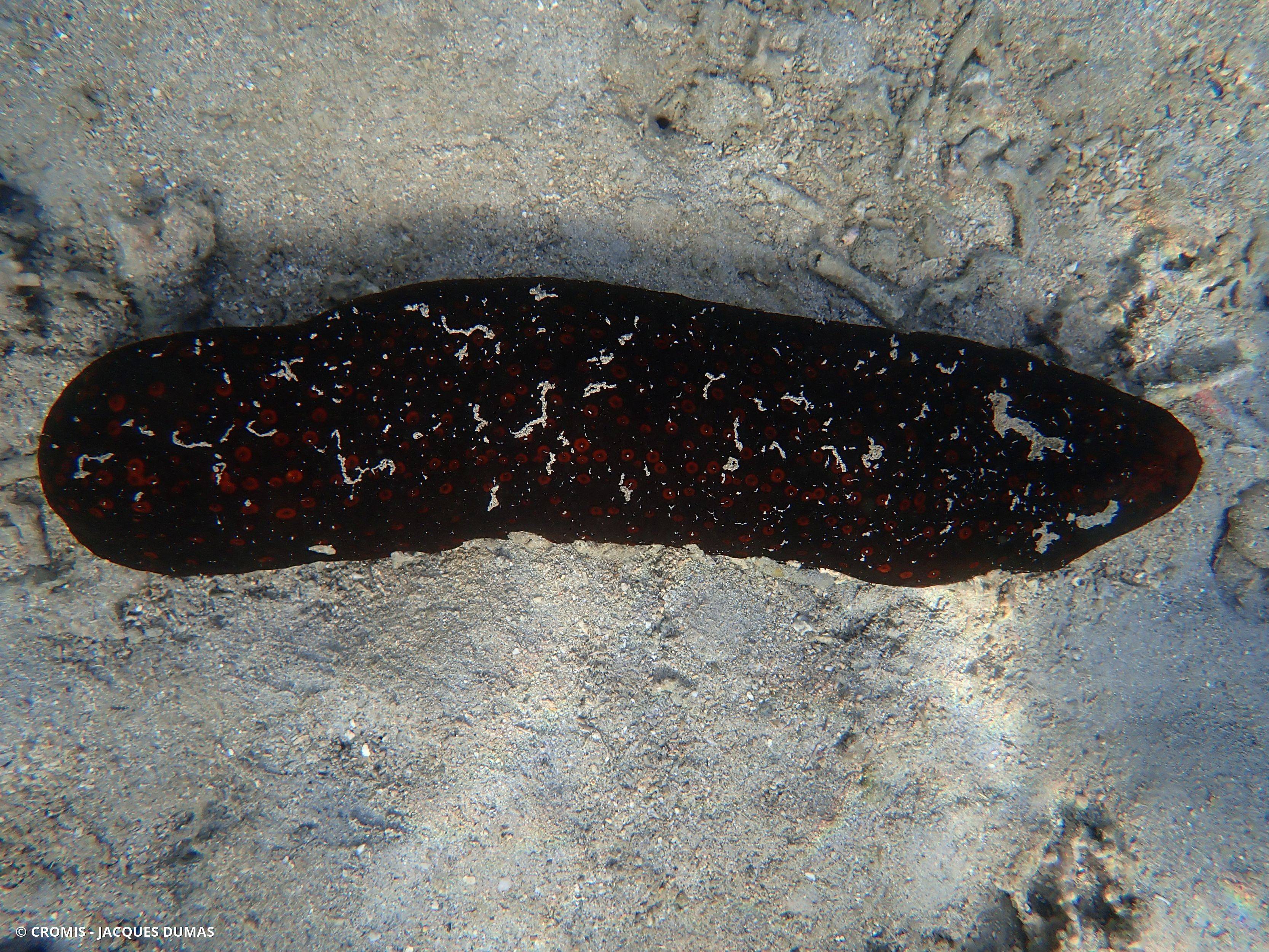 Holothurie panthère