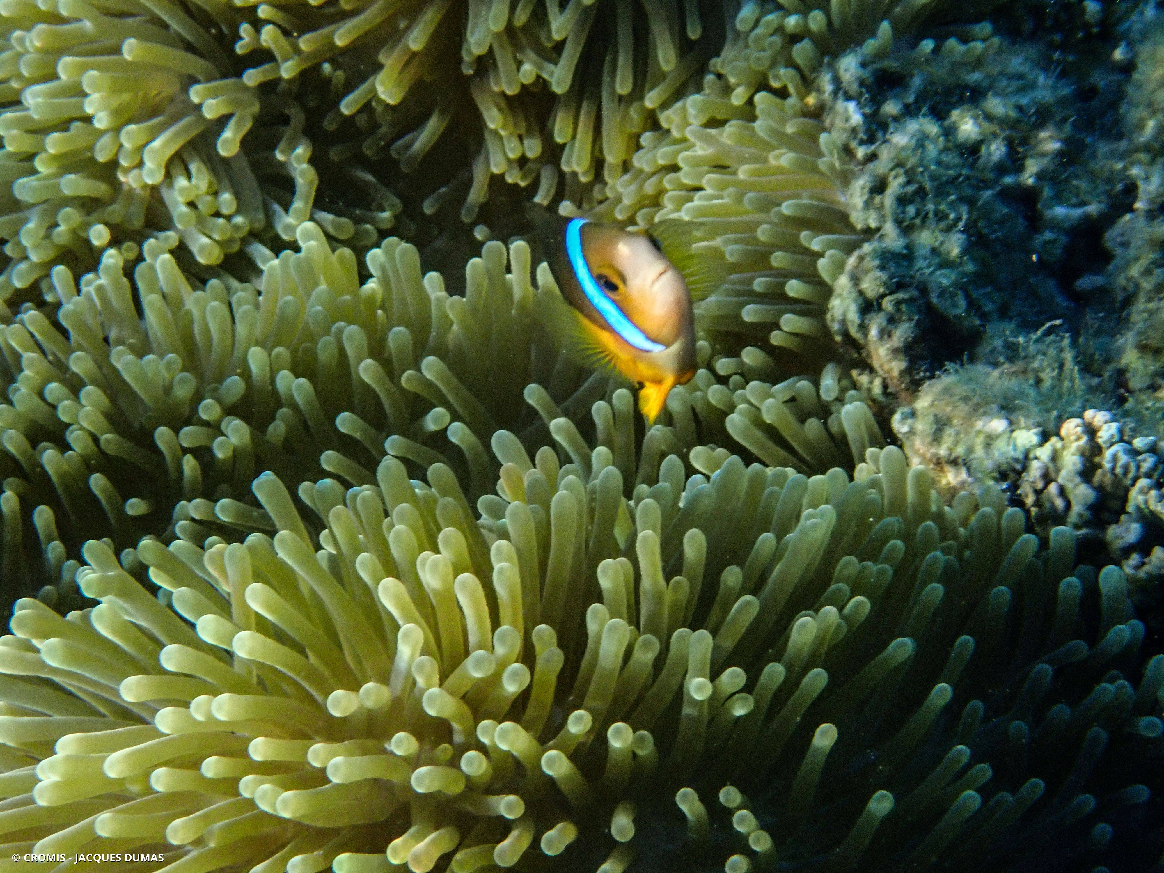 Poisson-clown de Clark