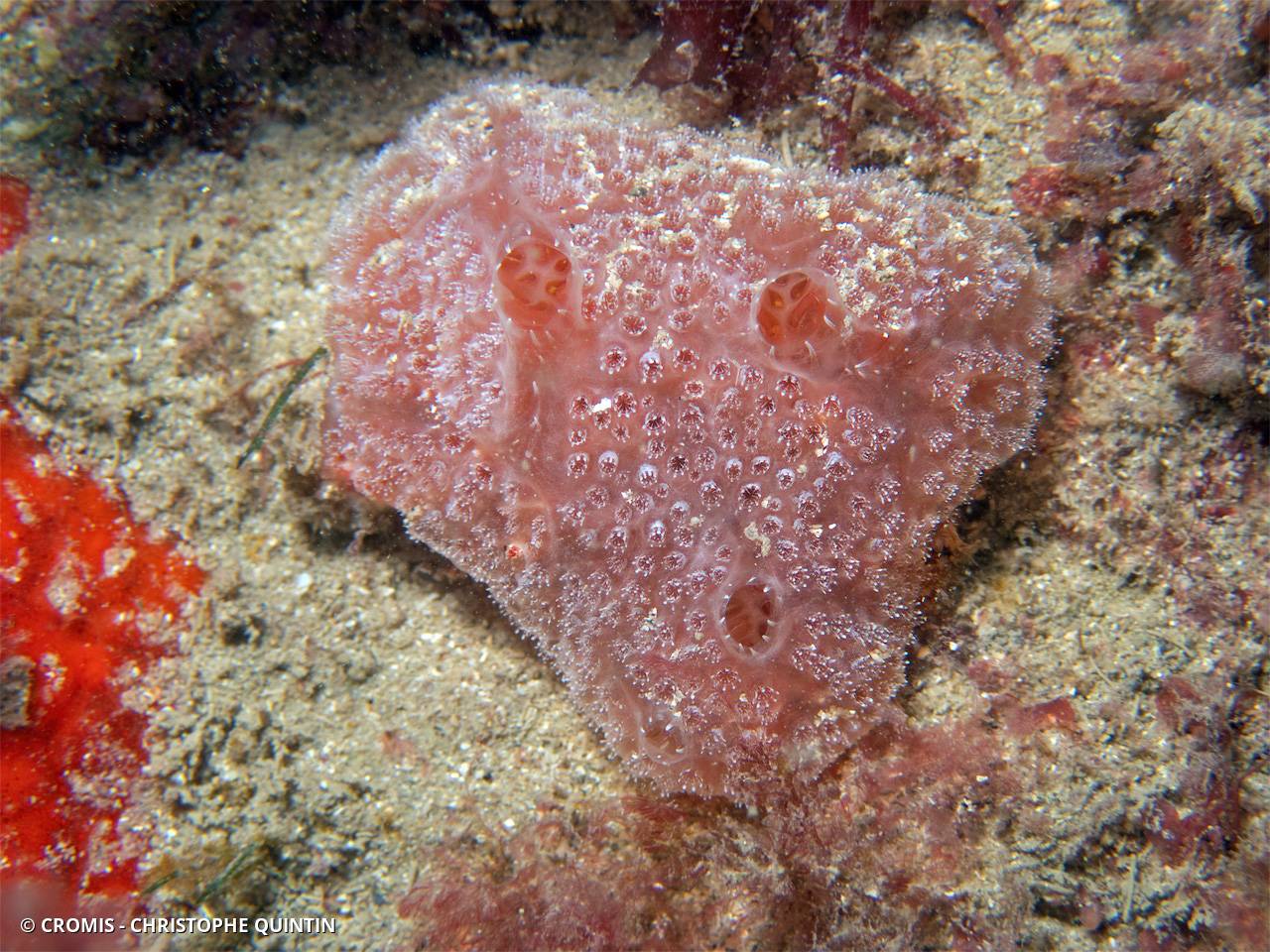Fraise de mer