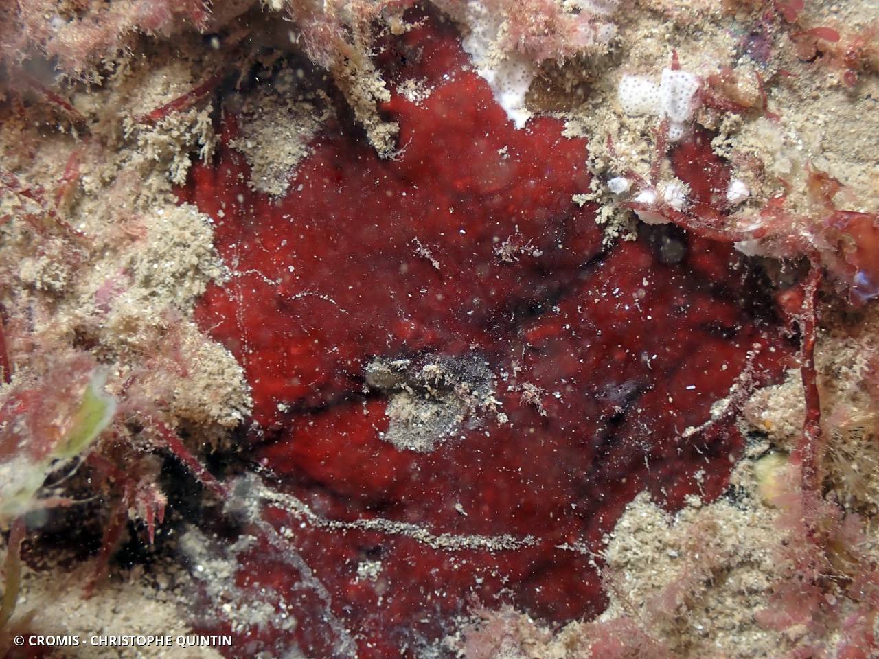 Algue velours rouge