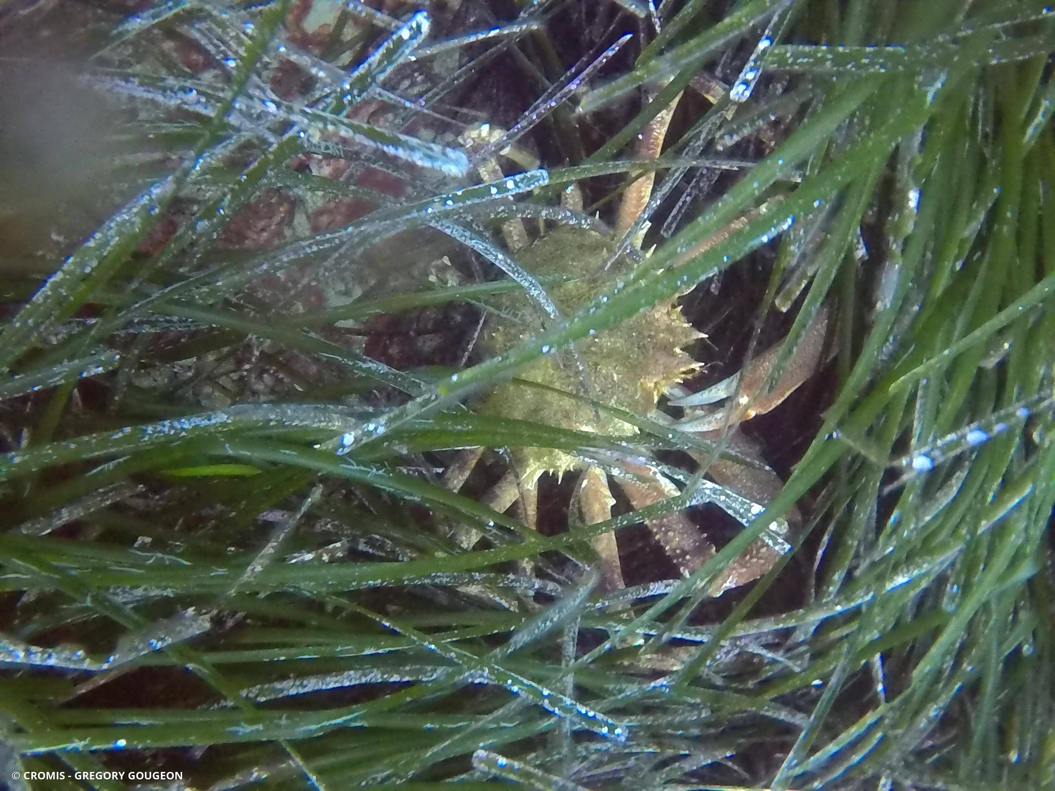 Grande araignée de Méditerranée