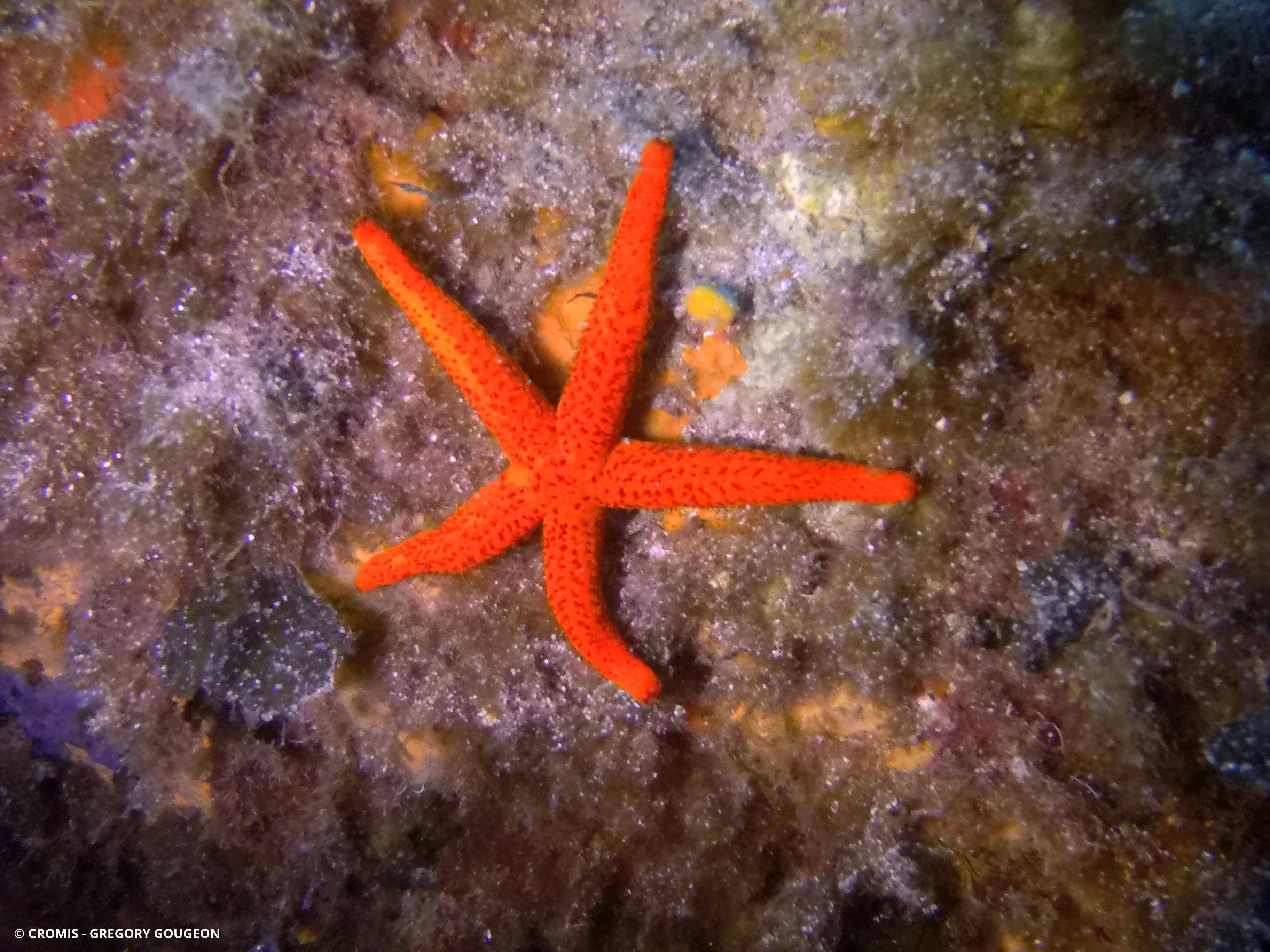 Etoile de mer rouge