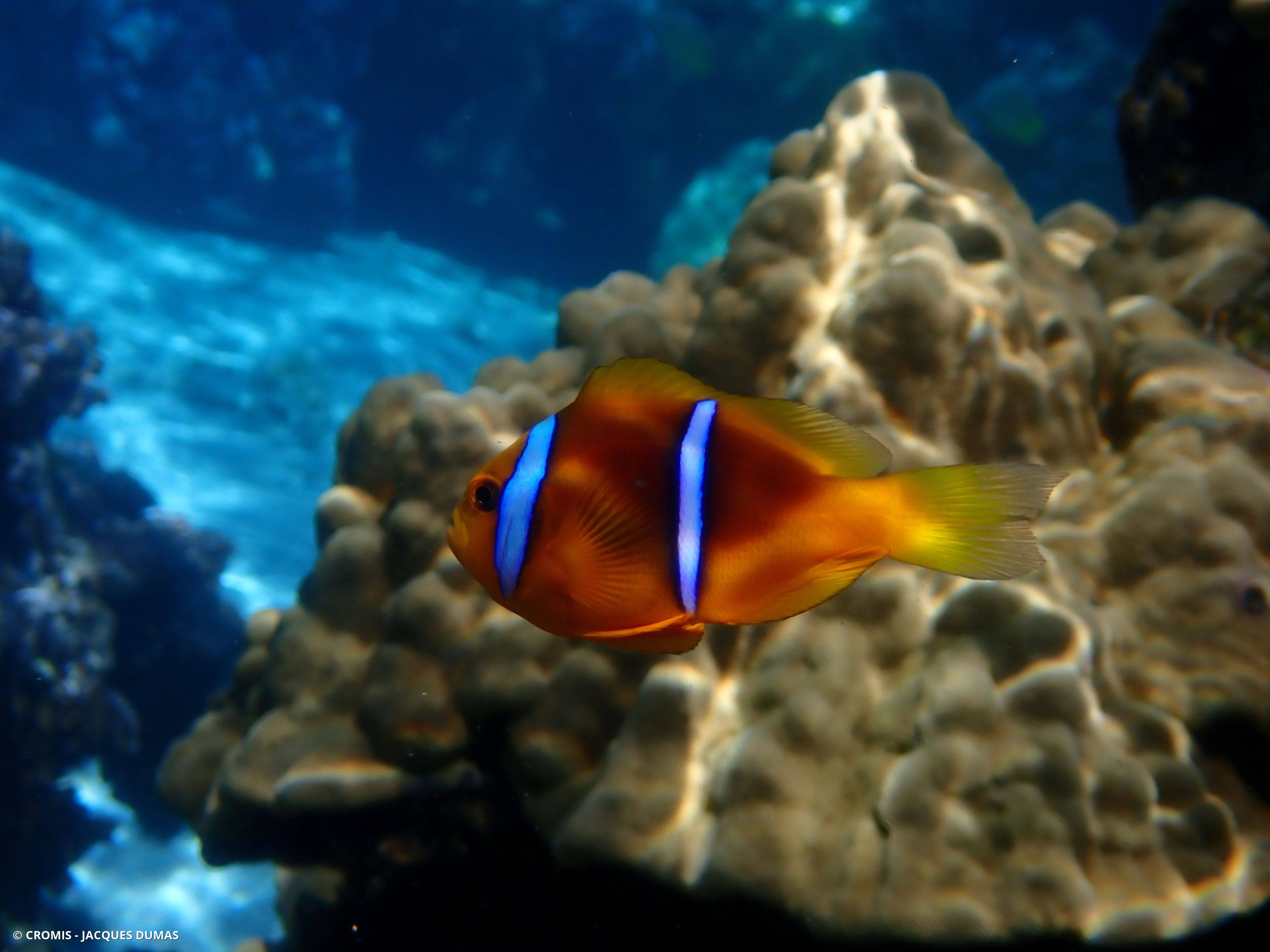 Poisson-clown de Clark