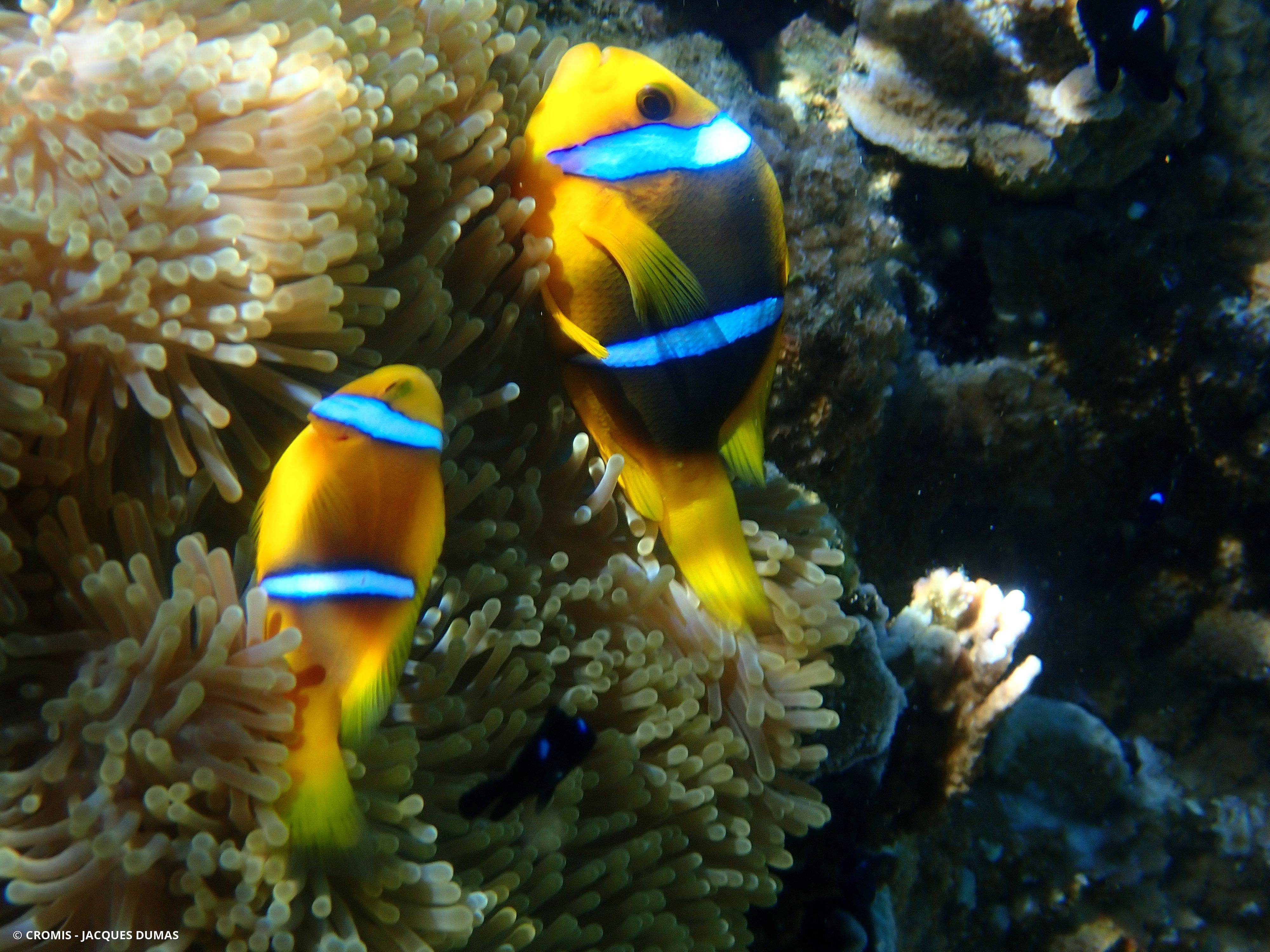 Poisson-clown de Clark