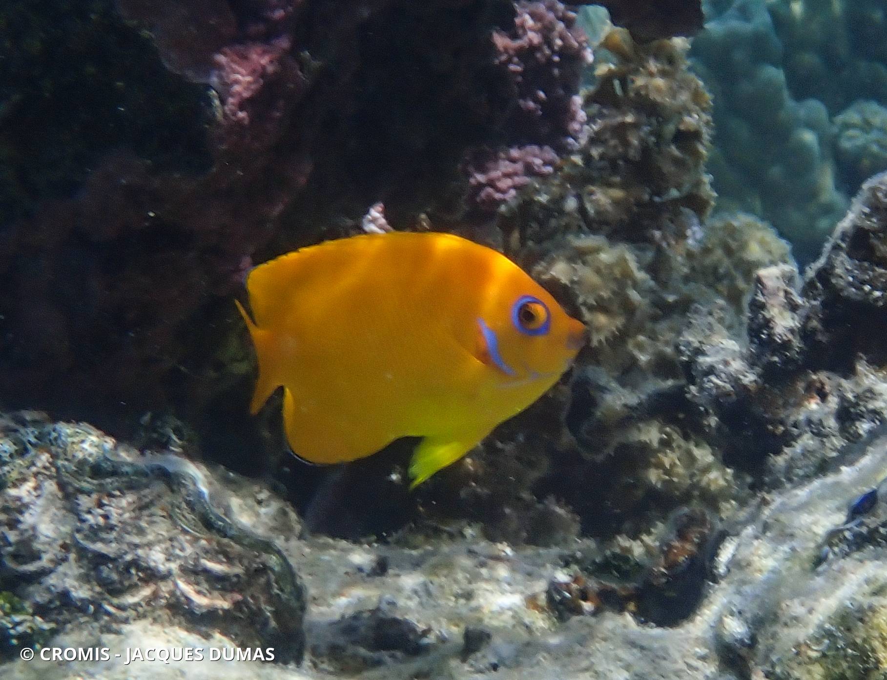 Poisson-ange nain citron