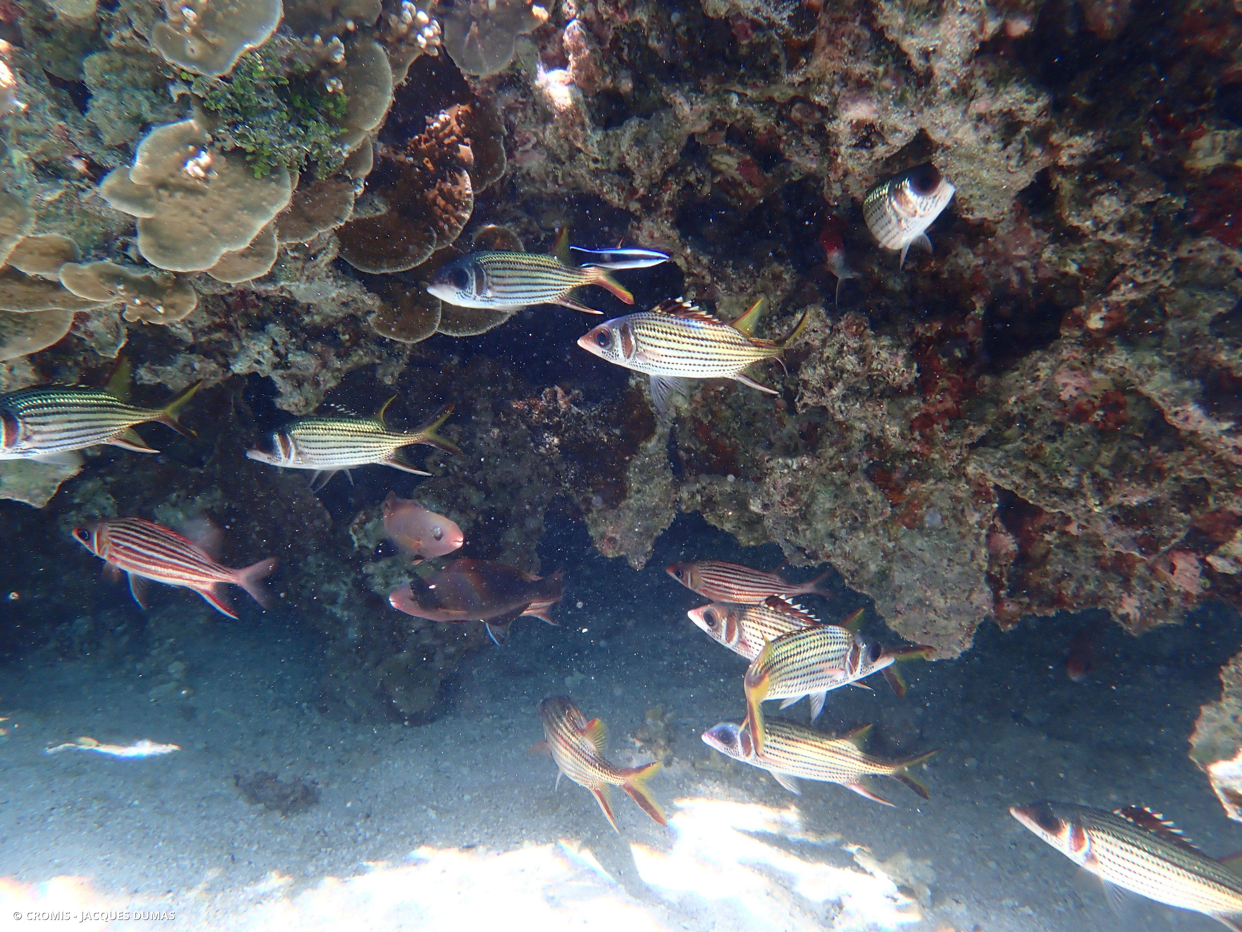 Poisson-écureuil diadème