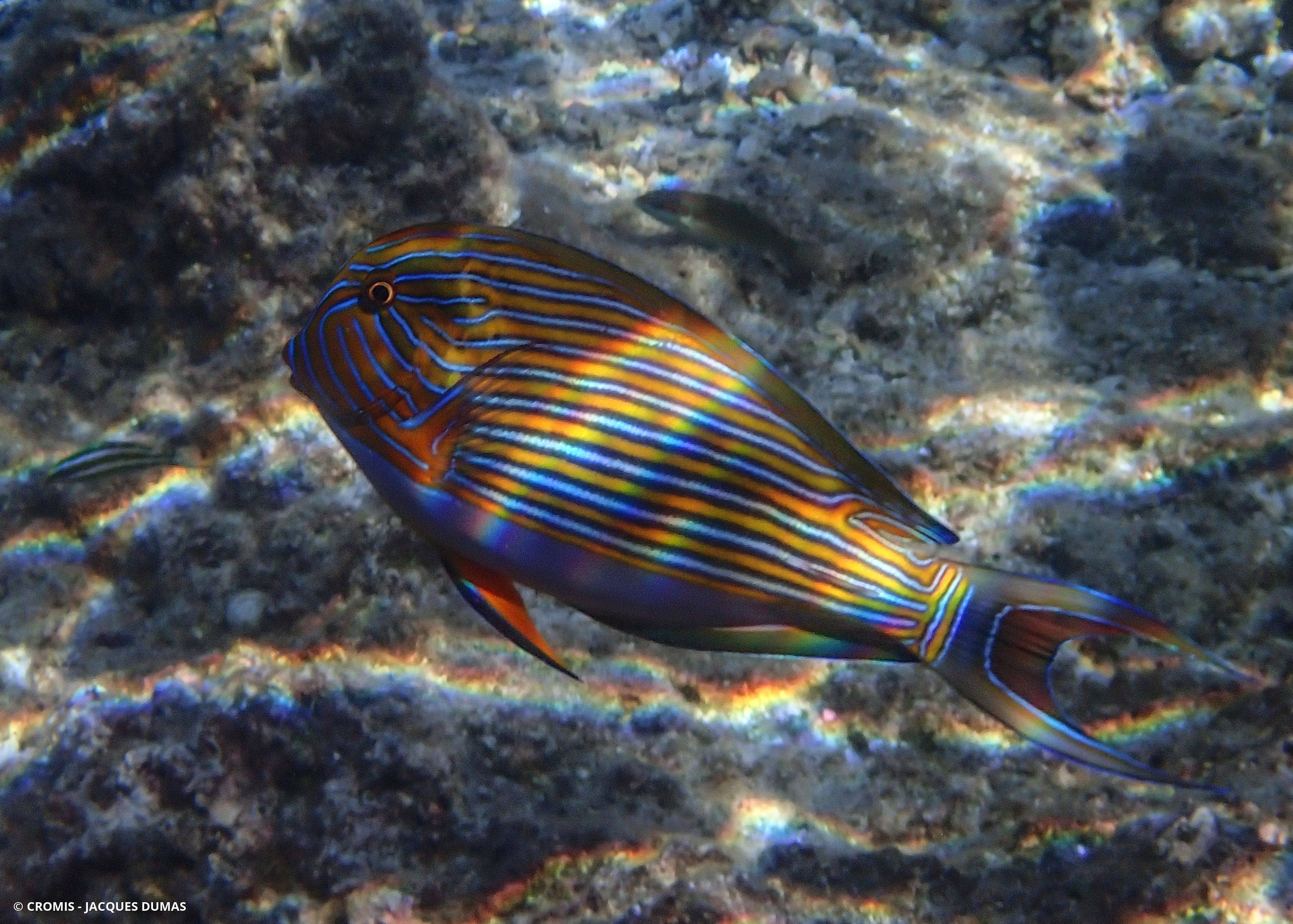 Chirurgien clown