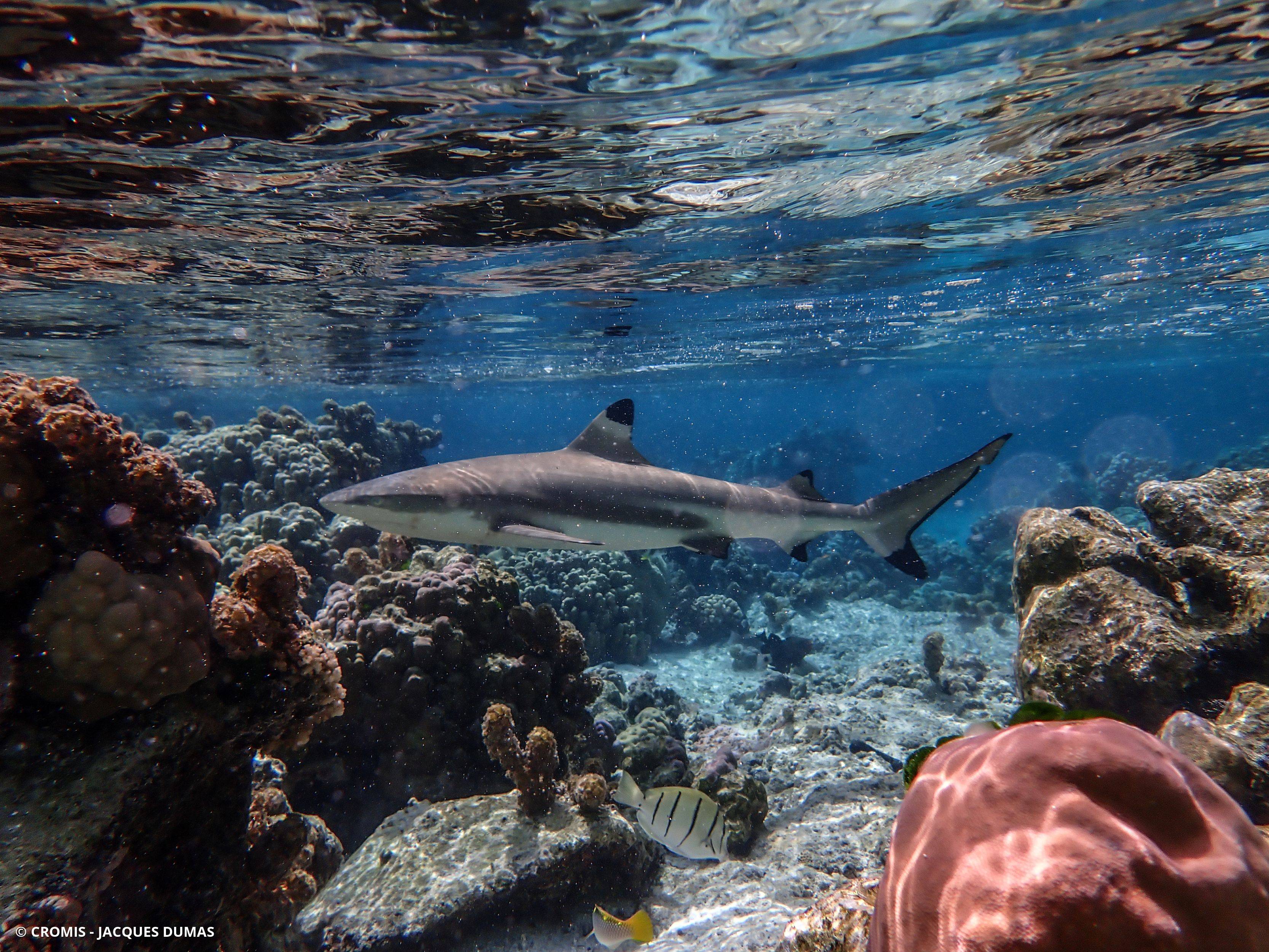 Requin pointes noires