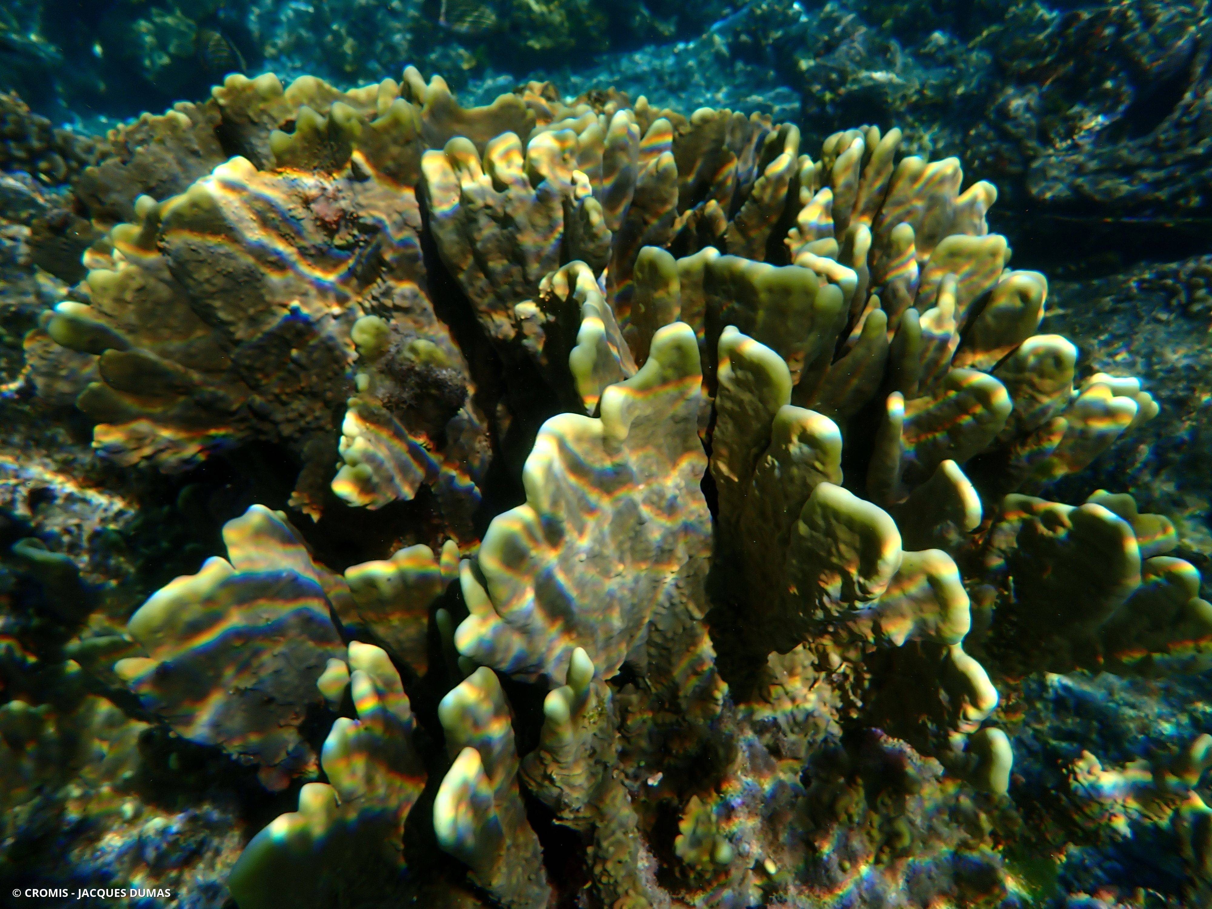 Corail de feu en plaques