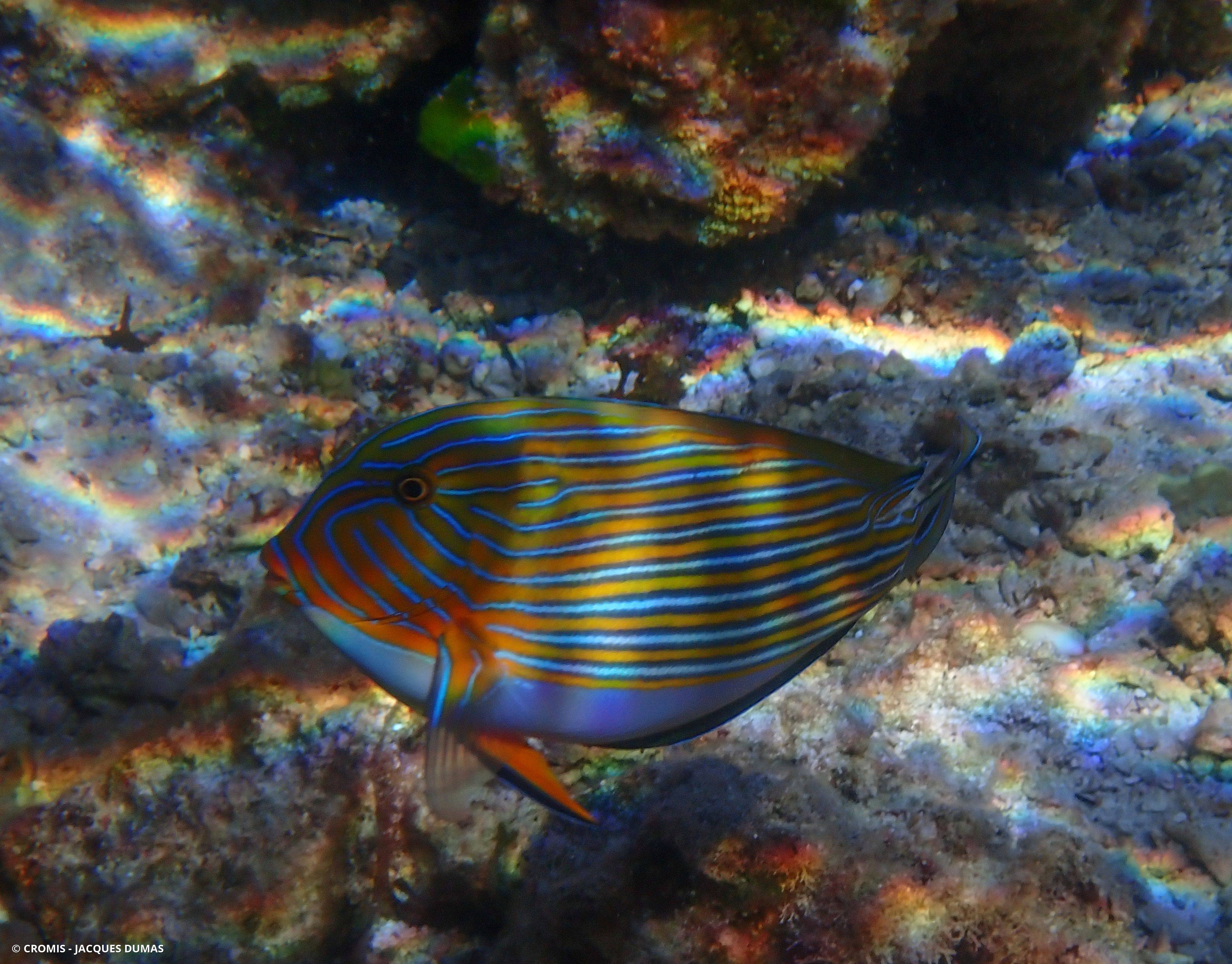 Chirurgien clown