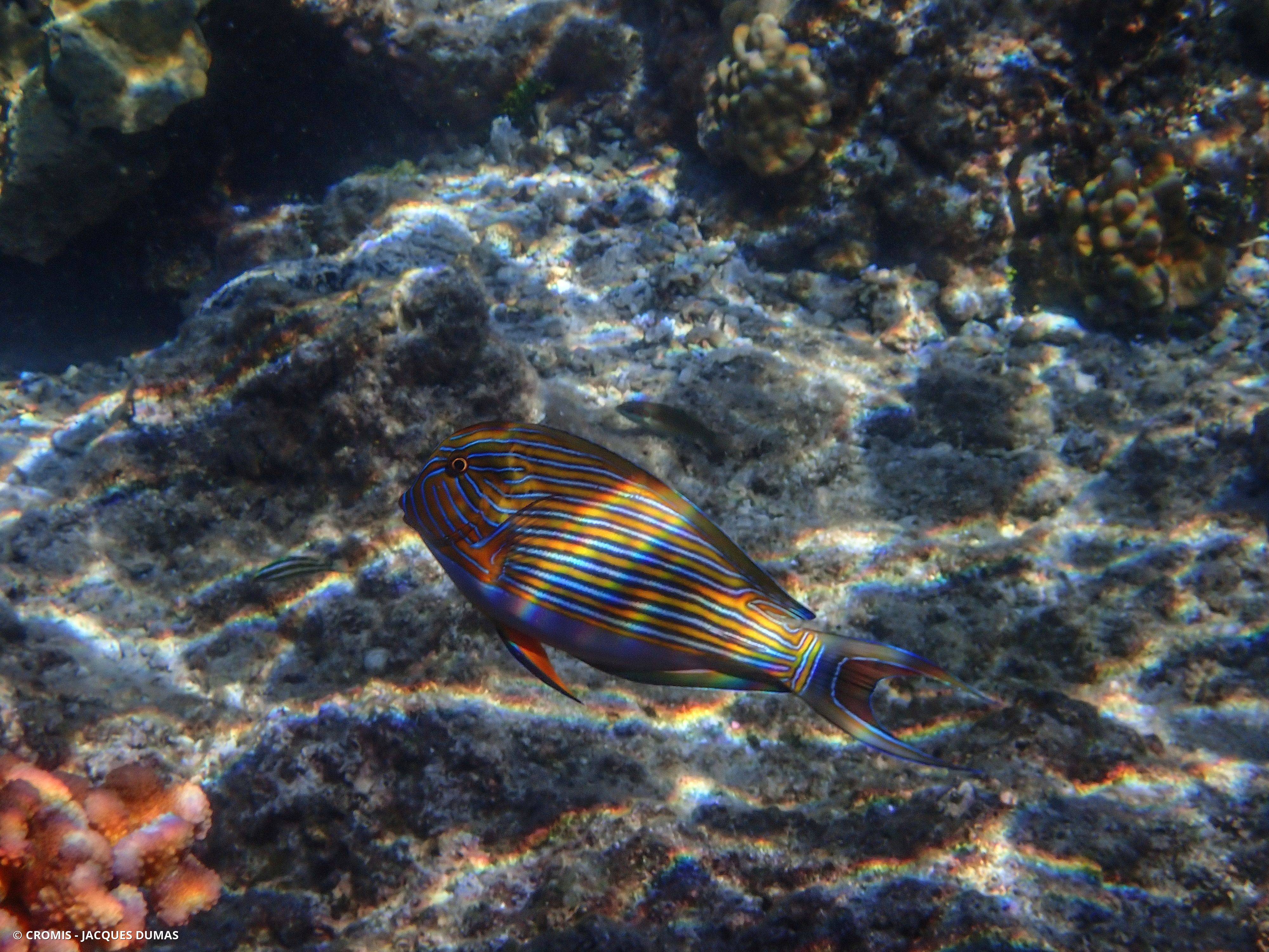 Chirurgien clown