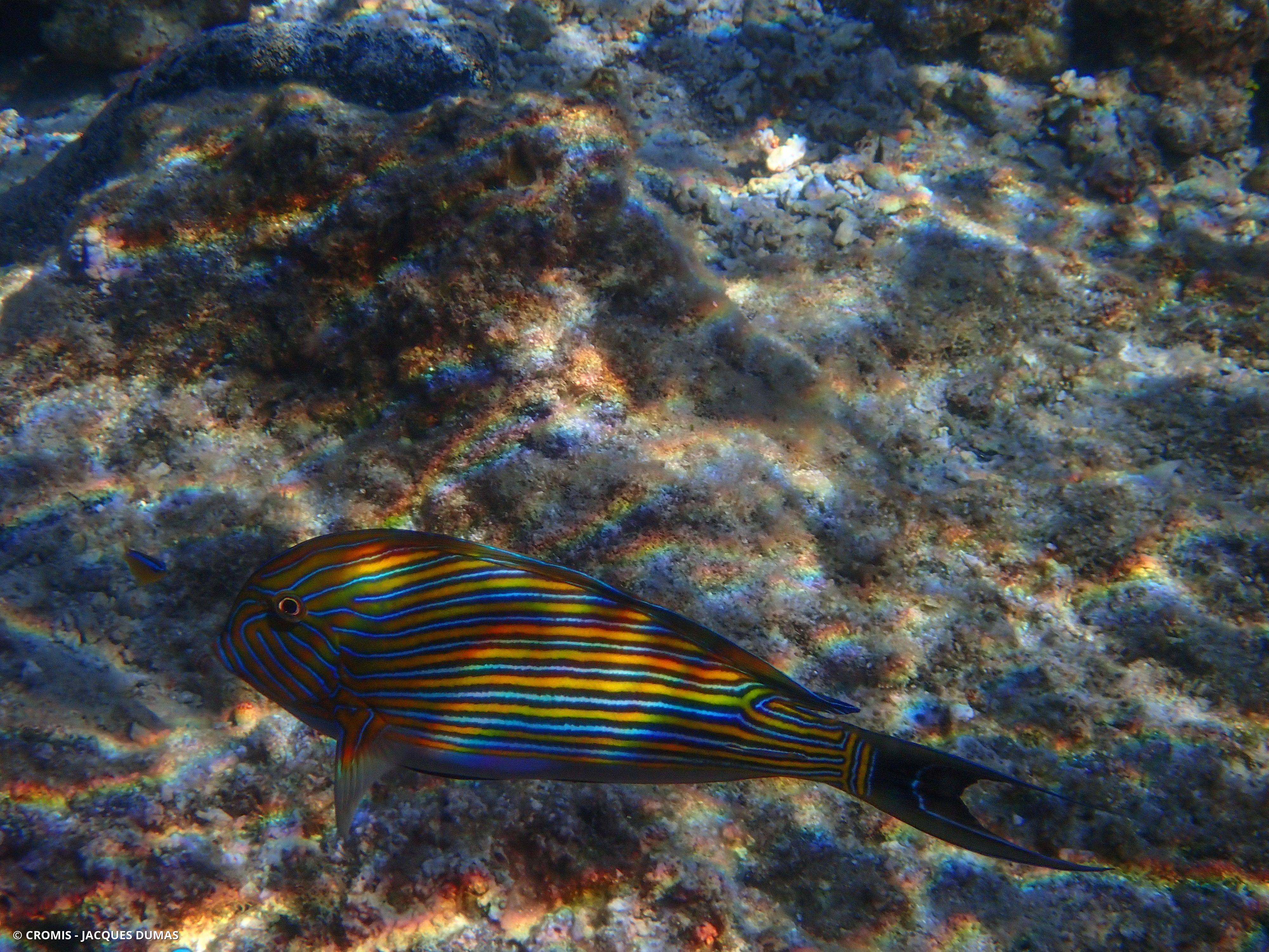 Chirurgien clown