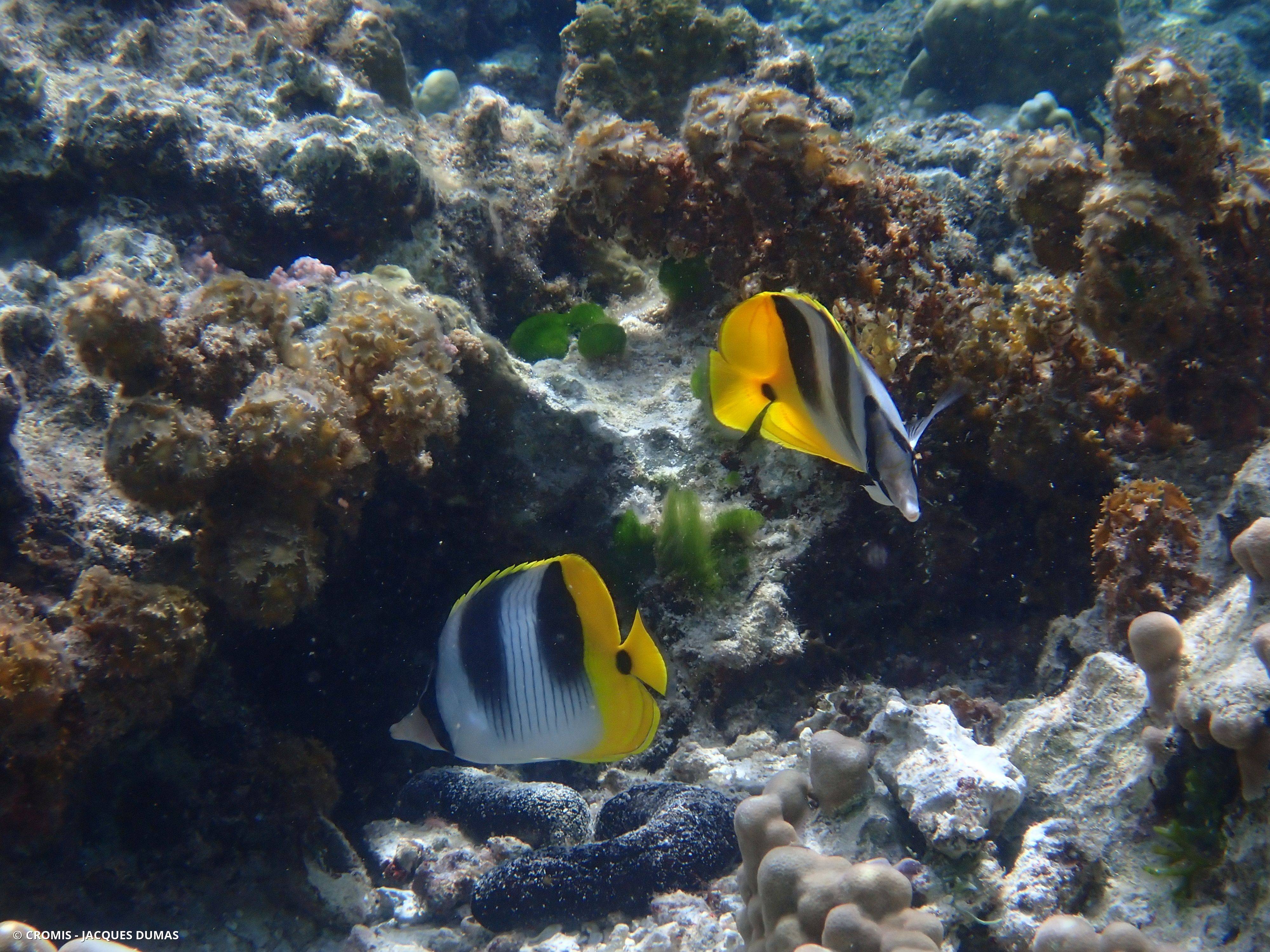 Poisson-papillon à 2 selles du Pacifique