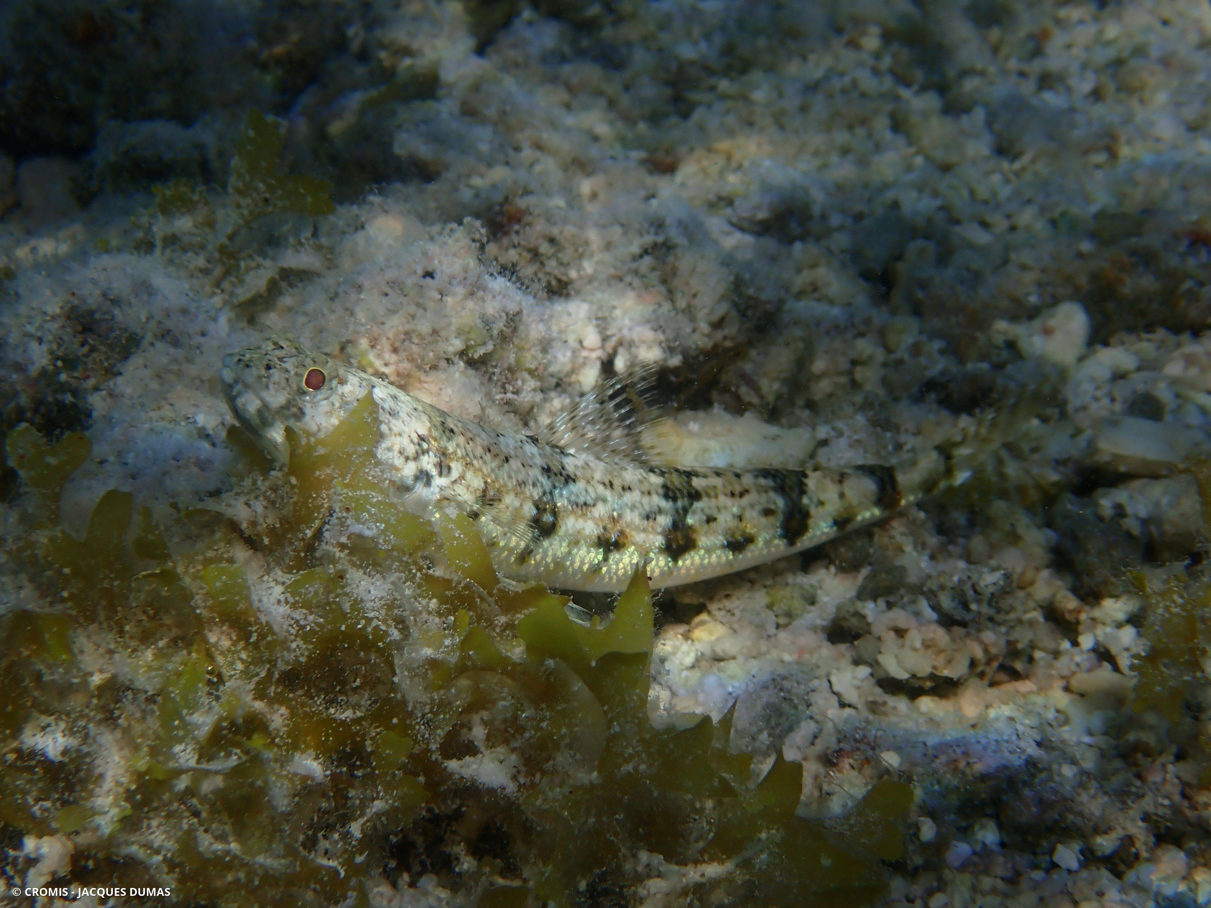 Poisson-lézard de sable