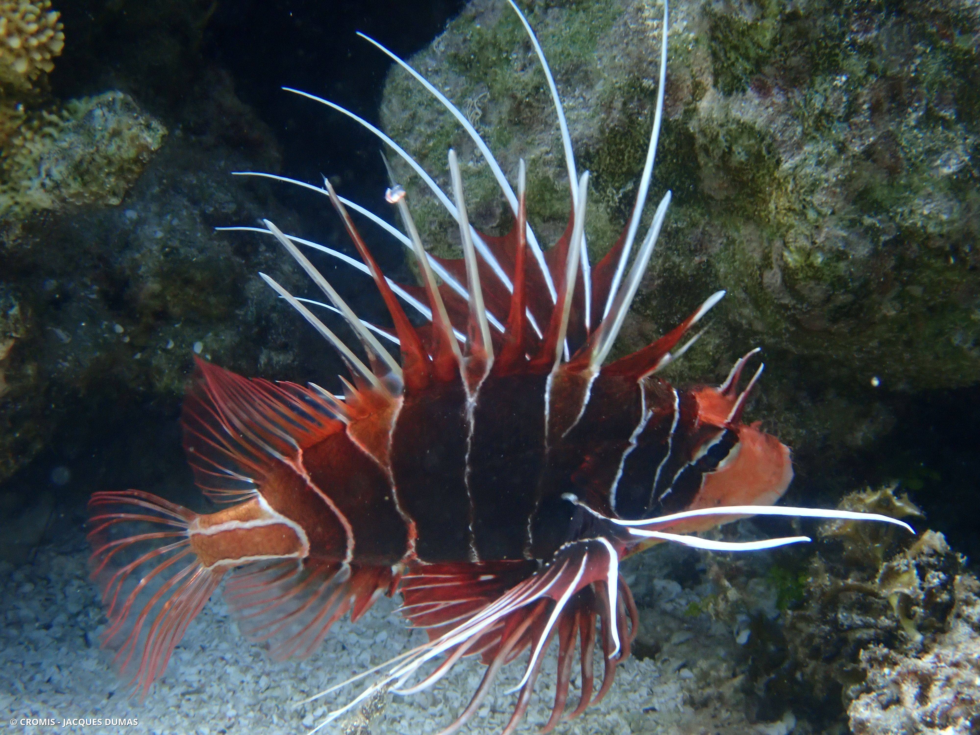 Poisson-scorpion rayonné