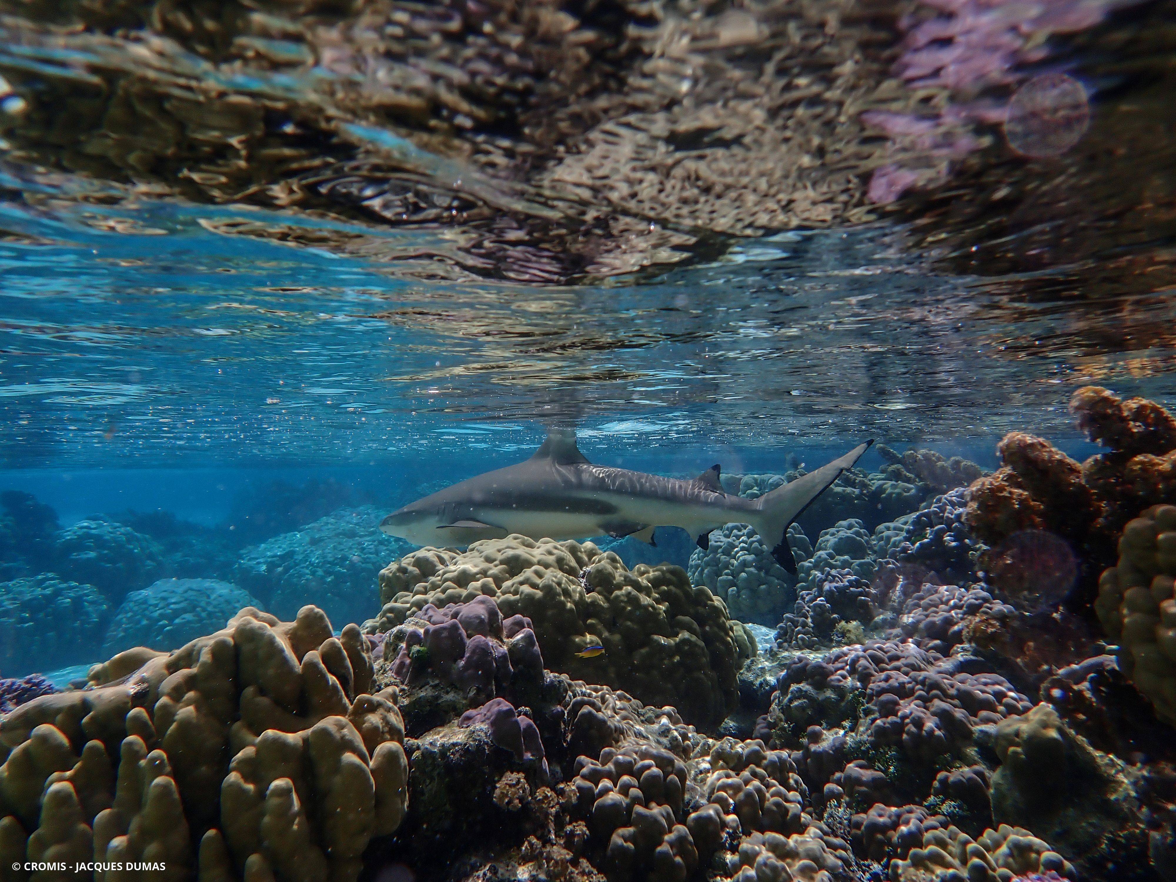 Requin pointes noires