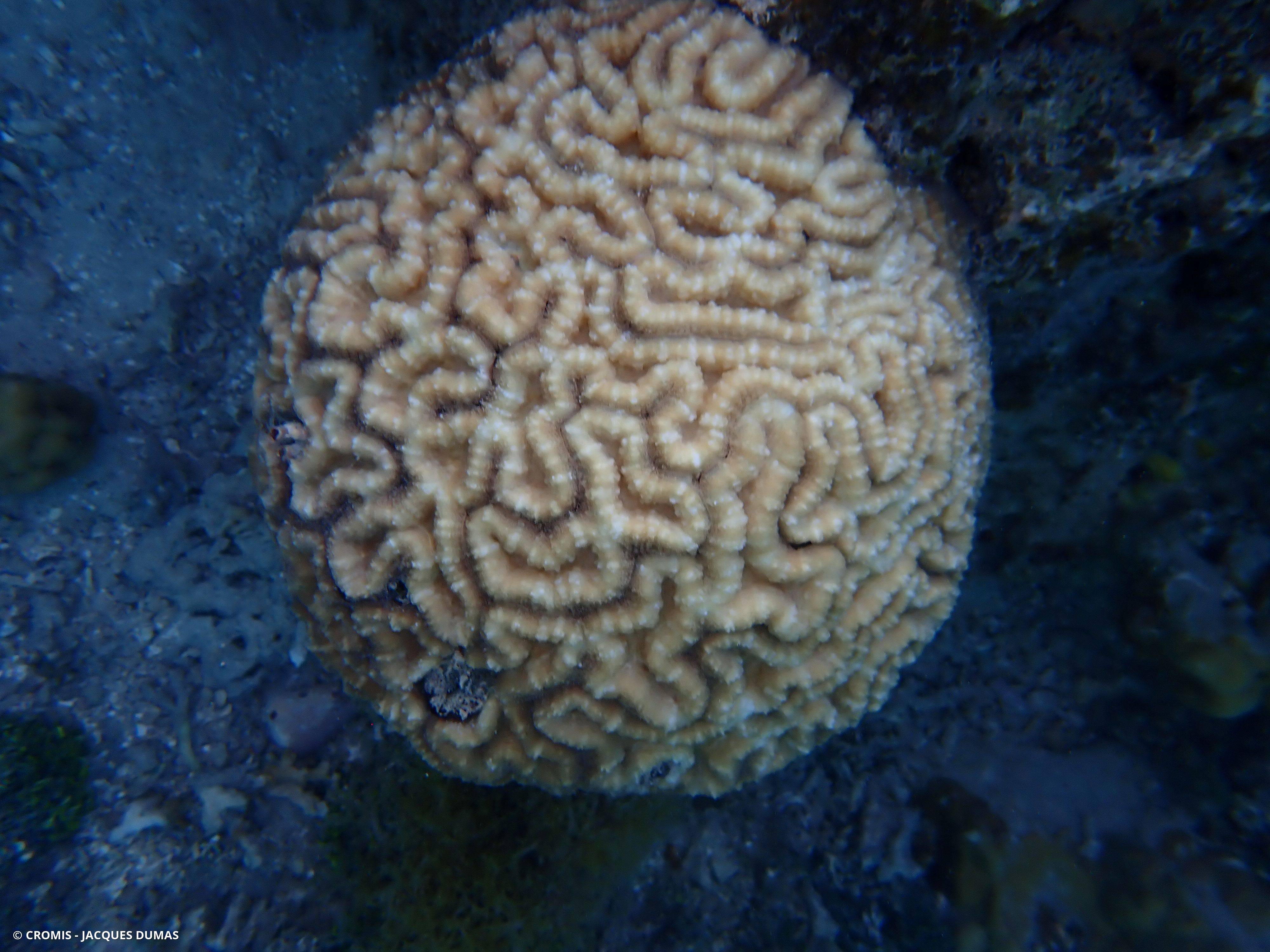 Corail cerveau dédale