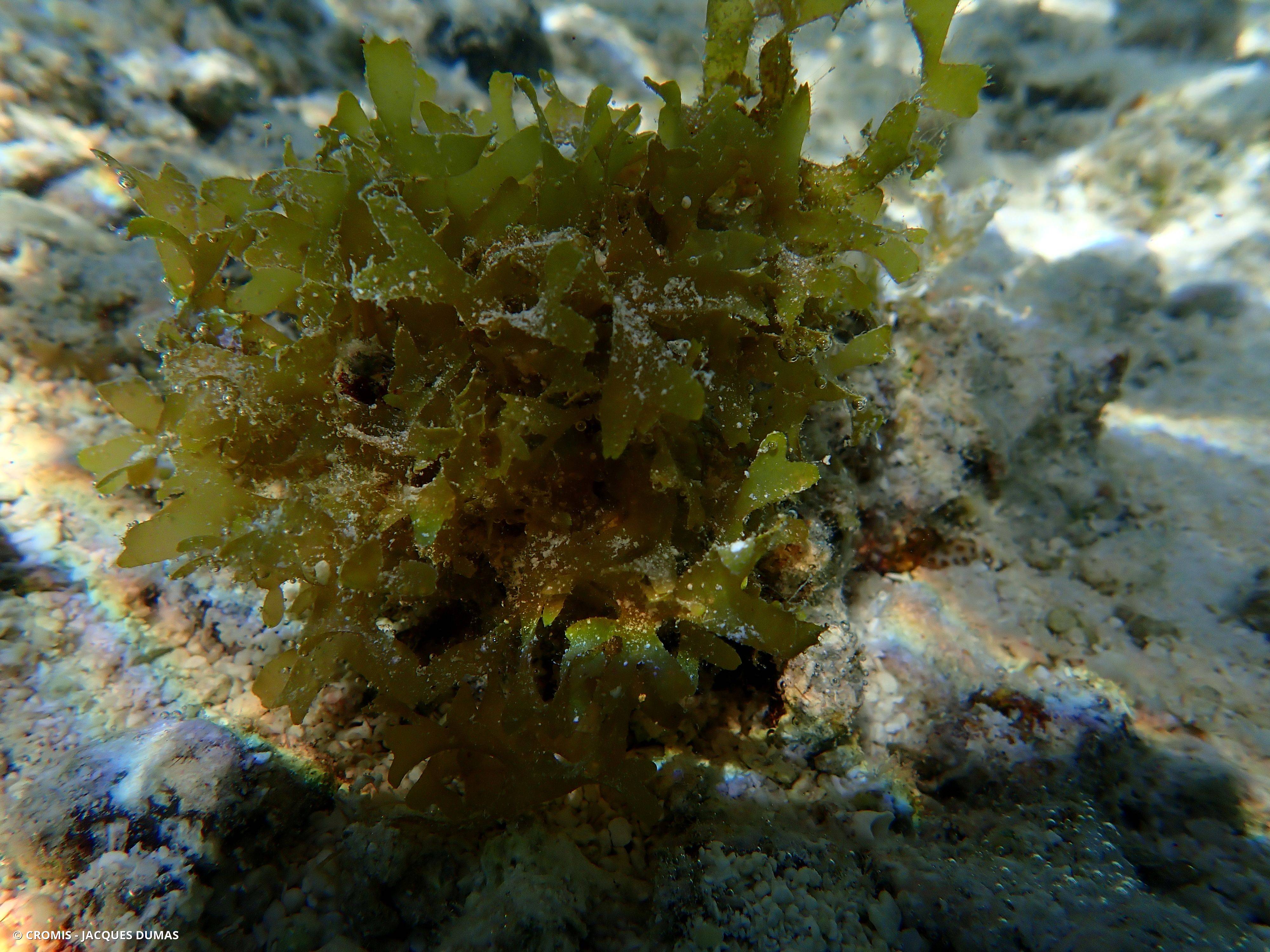 Dictyote d'Okamura