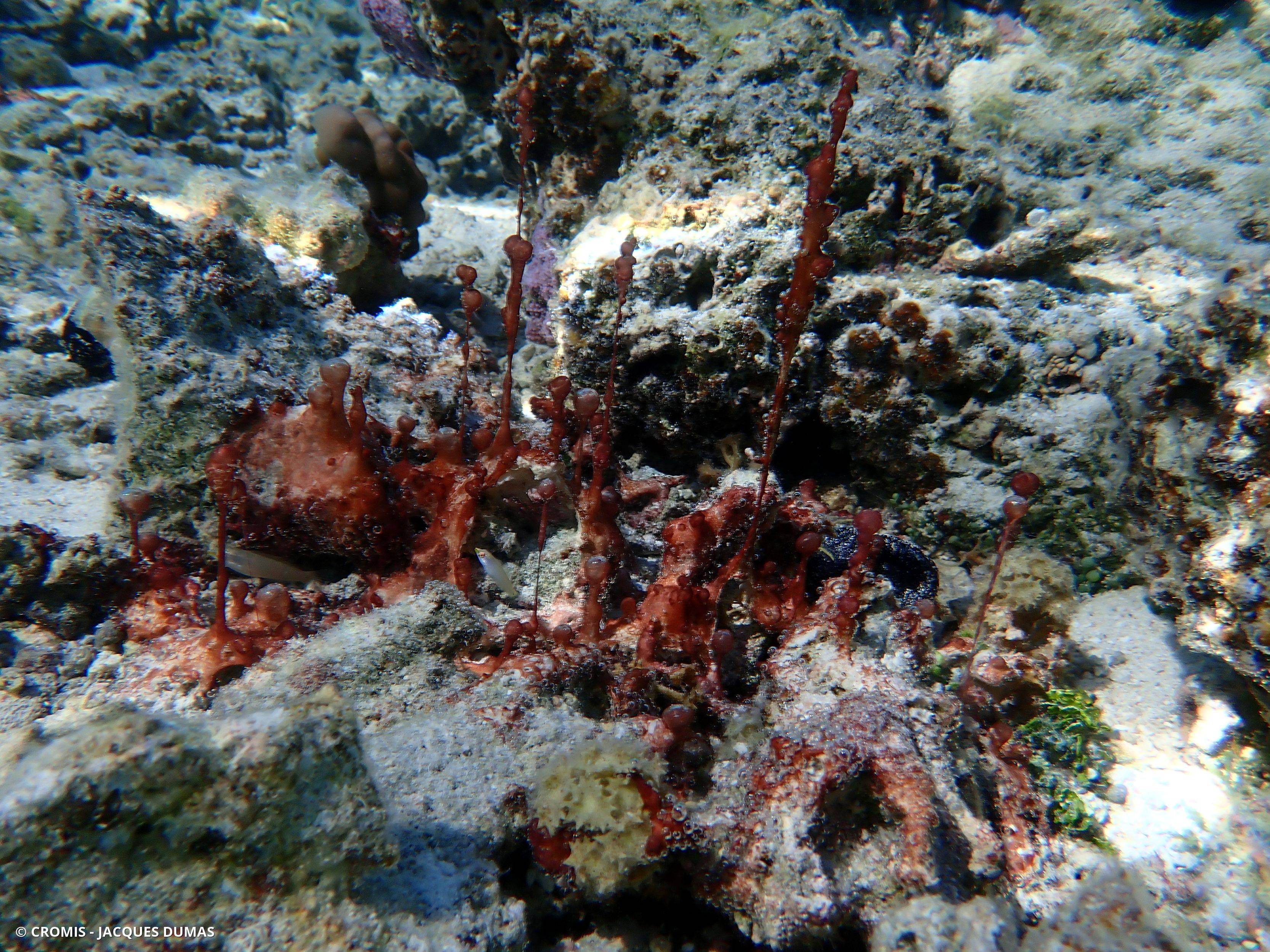 Cyanobactéries du genre Hydrocoleum