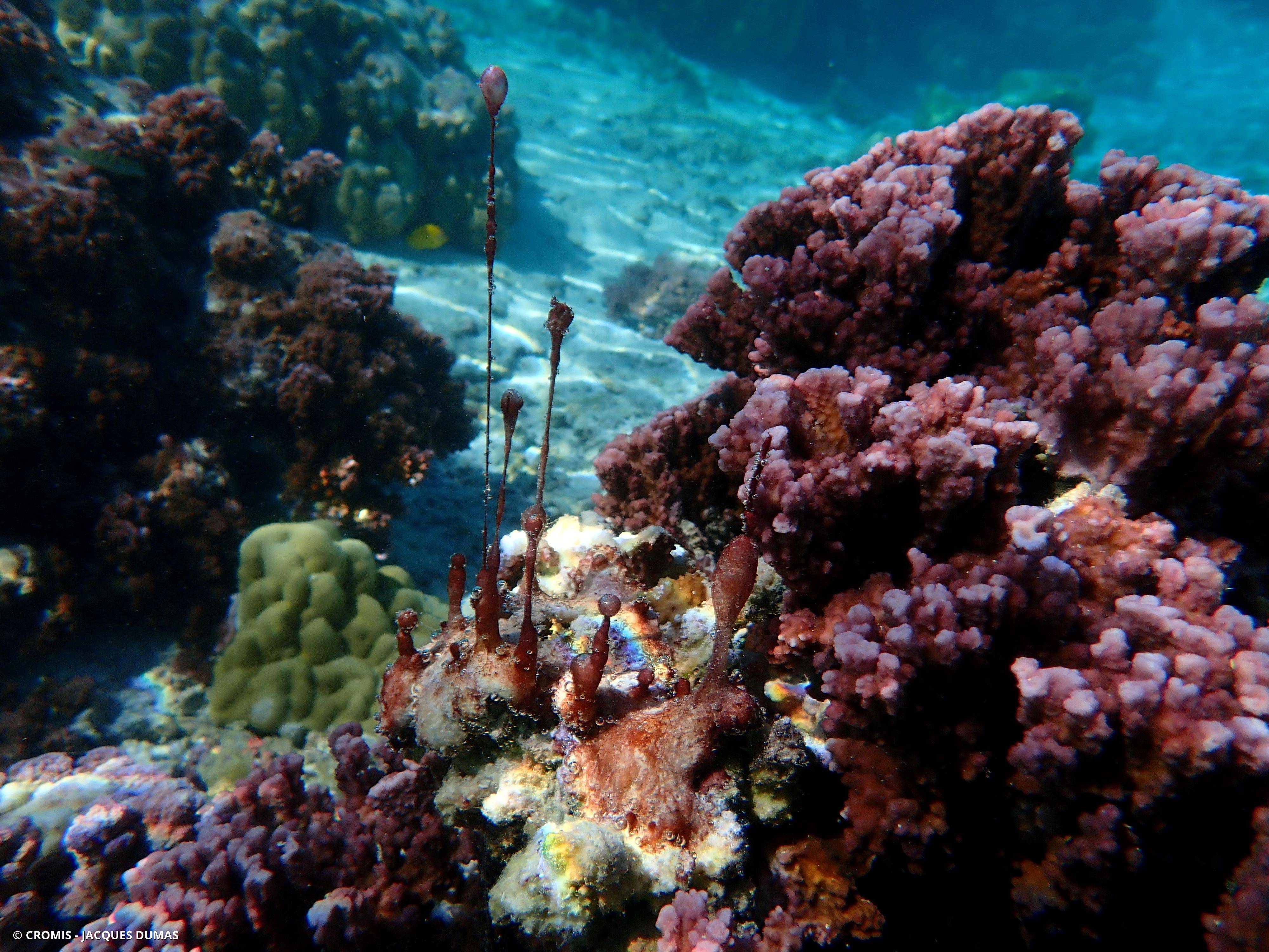 Cyanobactéries du genre Hydrocoleum