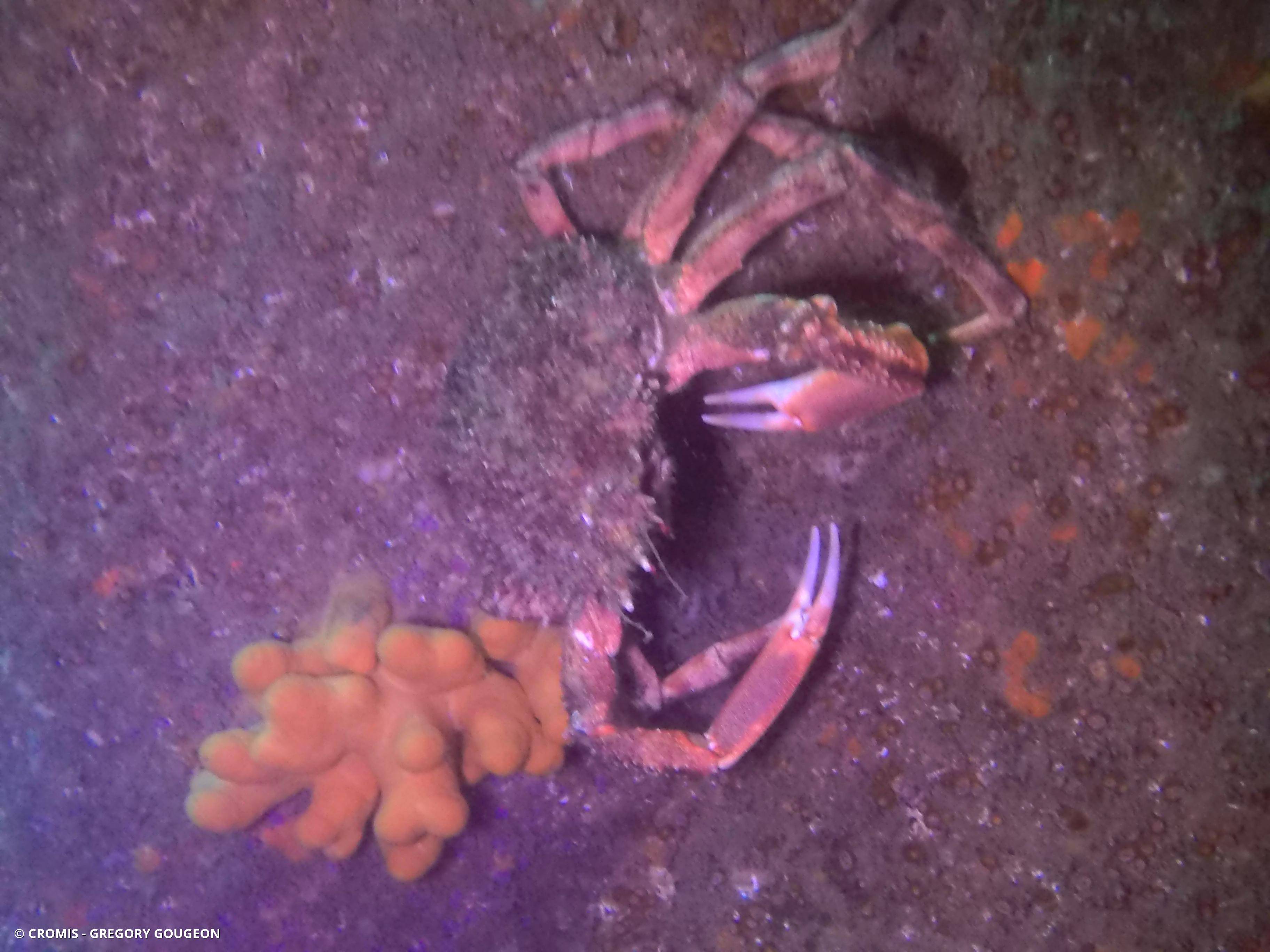 Araignée de mer Atlantique